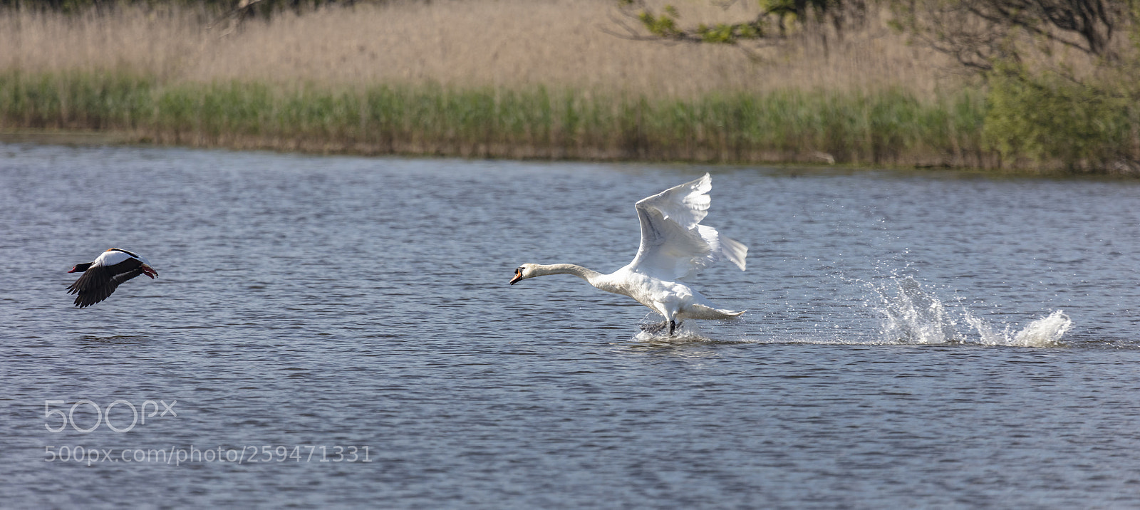 Canon EOS 5DS R sample photo. Chasing the morehen photography