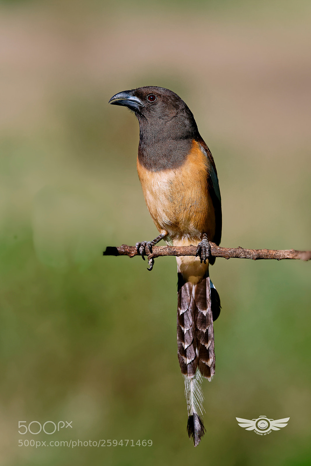 Sony a99 II sample photo. Rufous tree pie photography