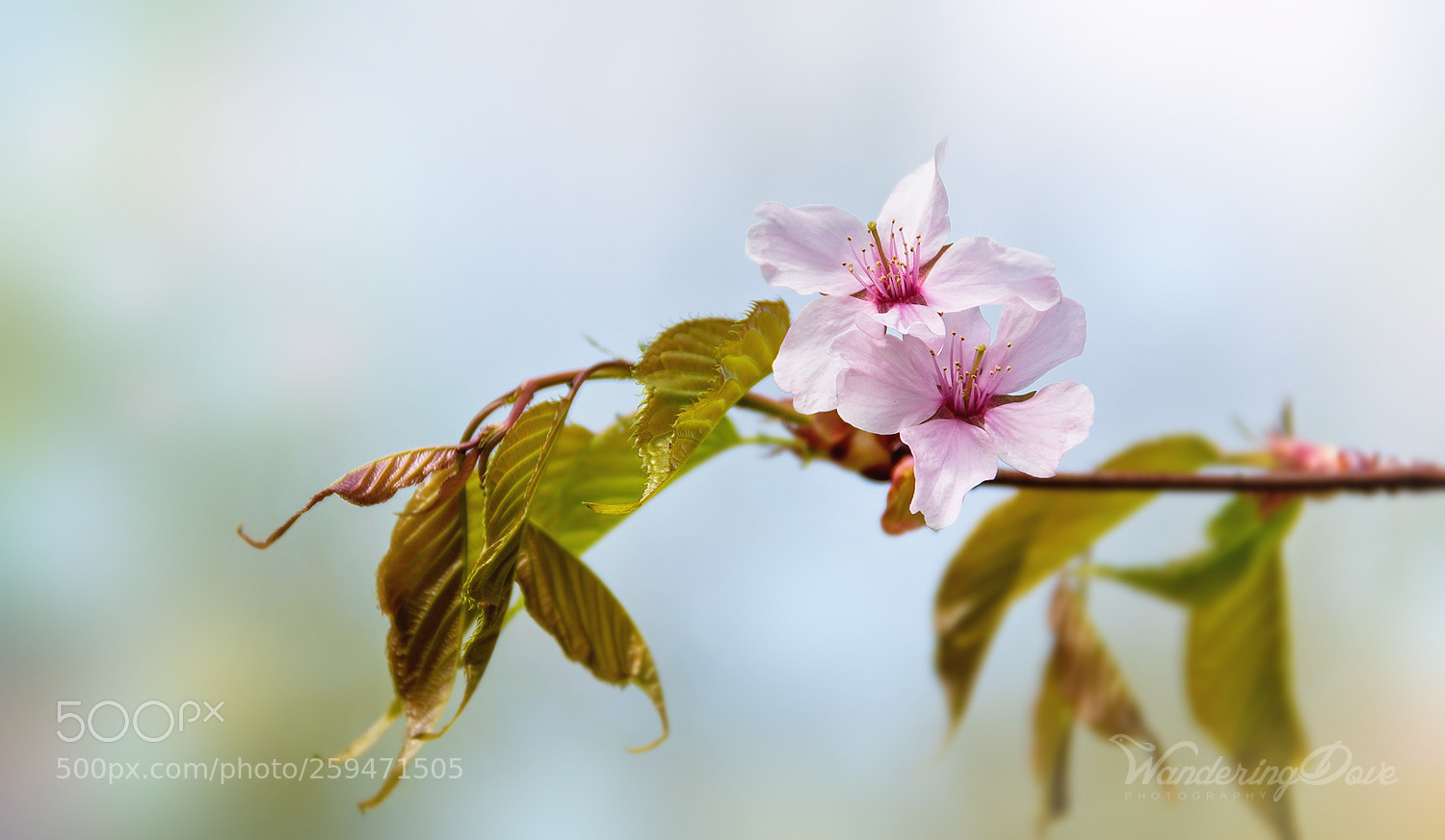 Nikon D3200 sample photo. Exquisite photography