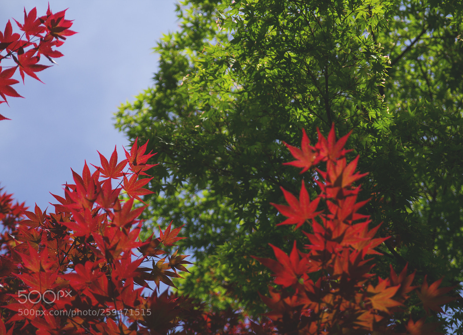 Canon EOS 60D sample photo. Maple photography