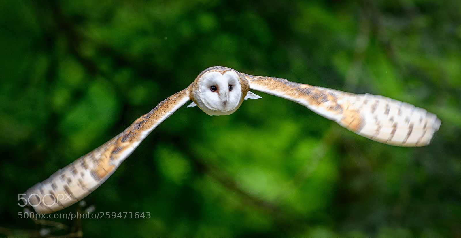 Nikon D850 sample photo. Barn owl flying photography