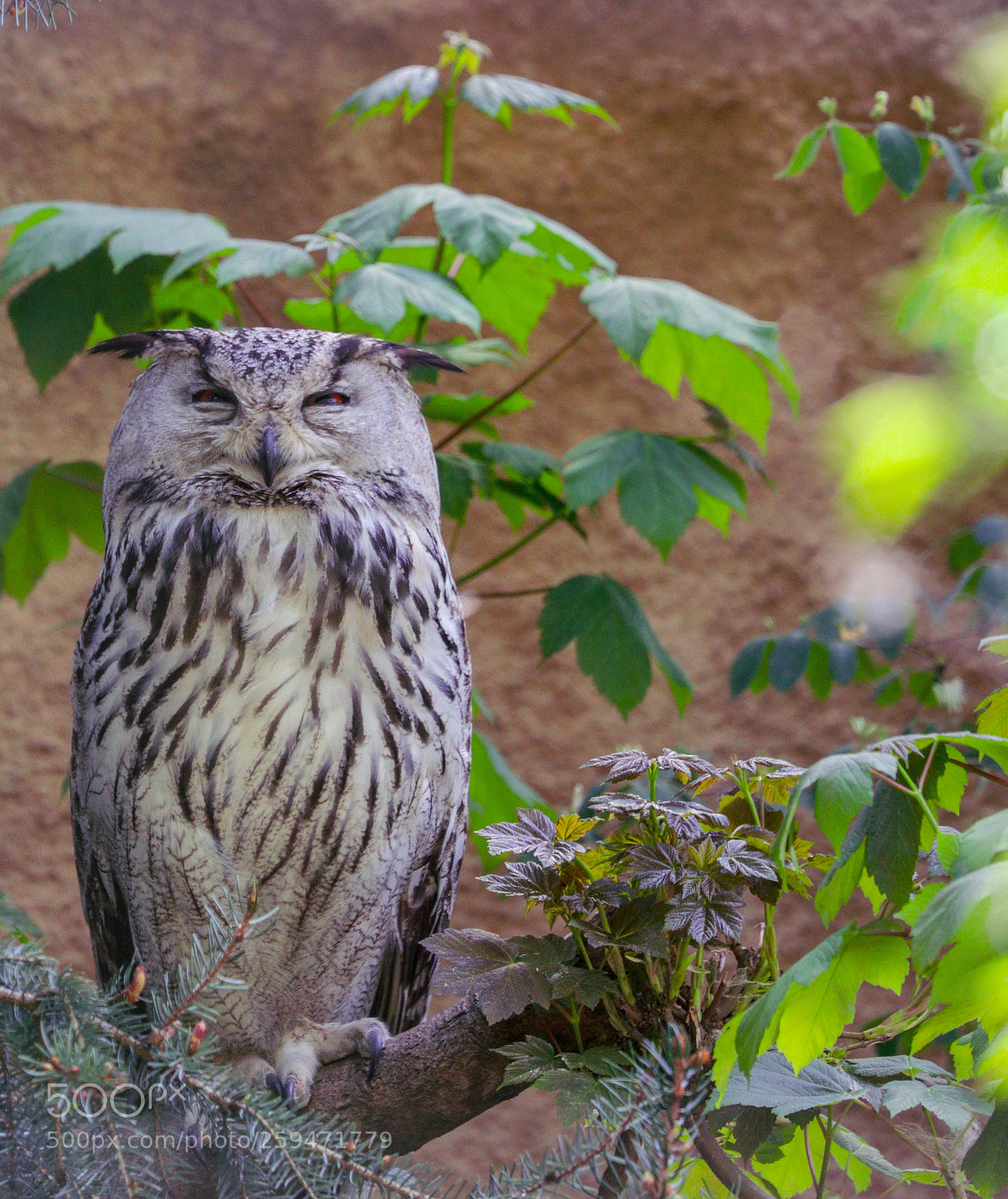 Canon EOS 5DS sample photo. Owl ❤ photography