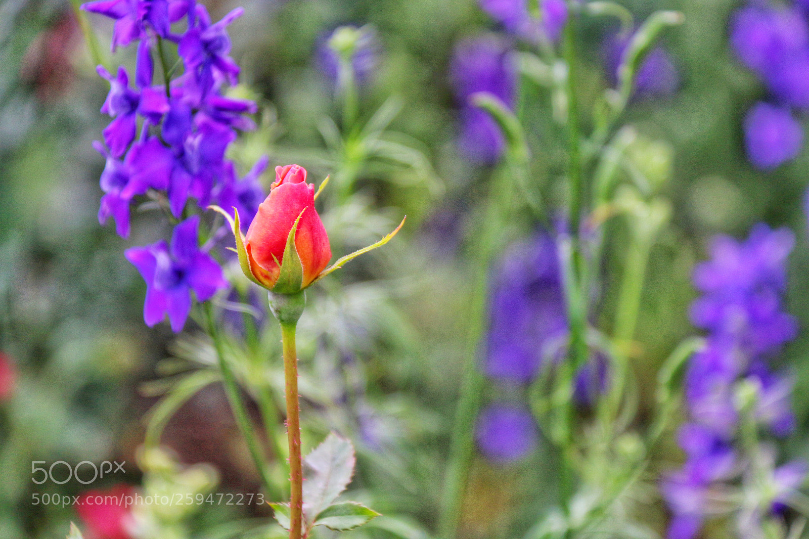 Canon EOS 70D sample photo. Untitled photography