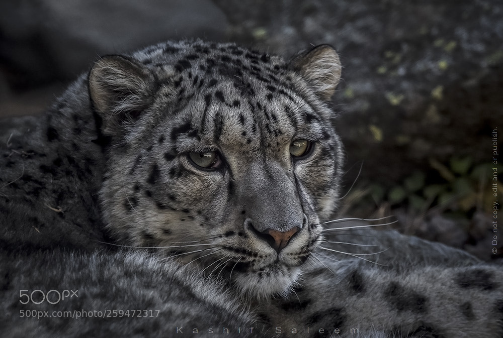 Nikon D7200 sample photo. Lolly...the snow leopard photography