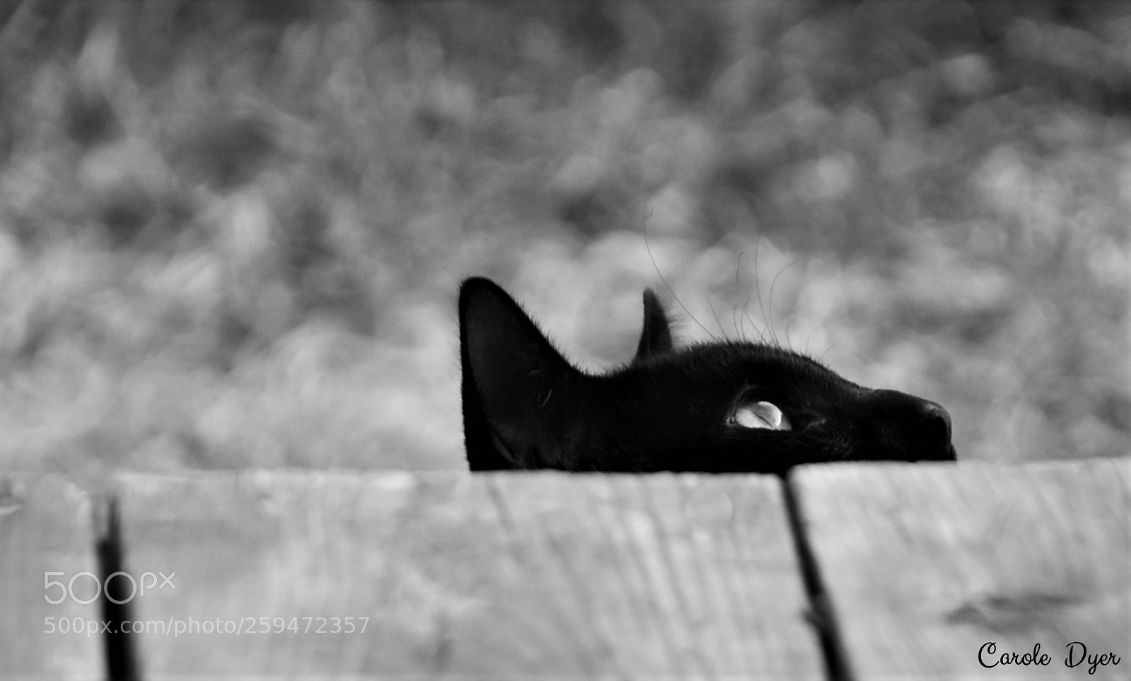 Nikon D5600 sample photo. Waiting to attack photography