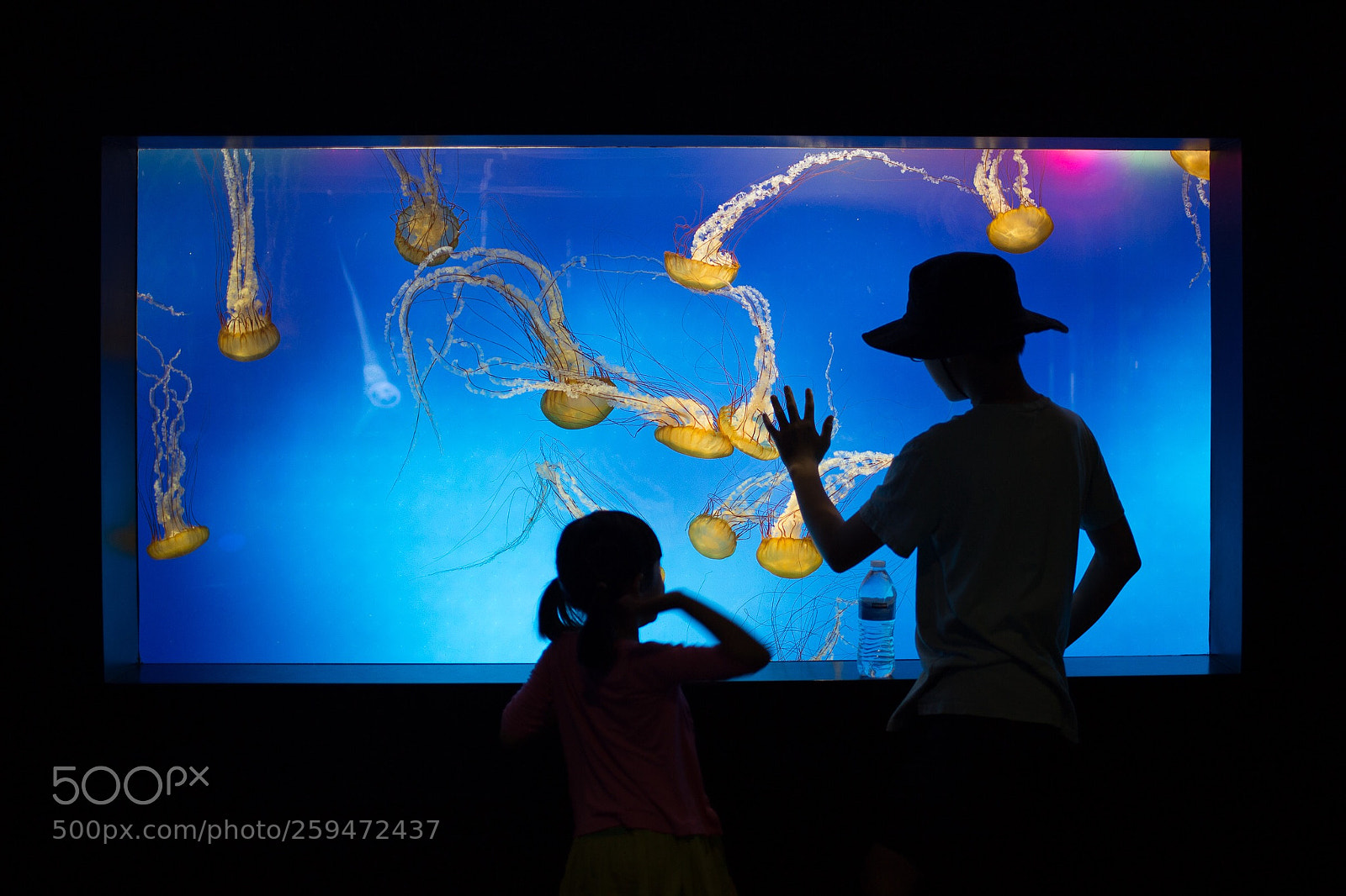 Canon EOS 6D sample photo. Jelly fish story photography