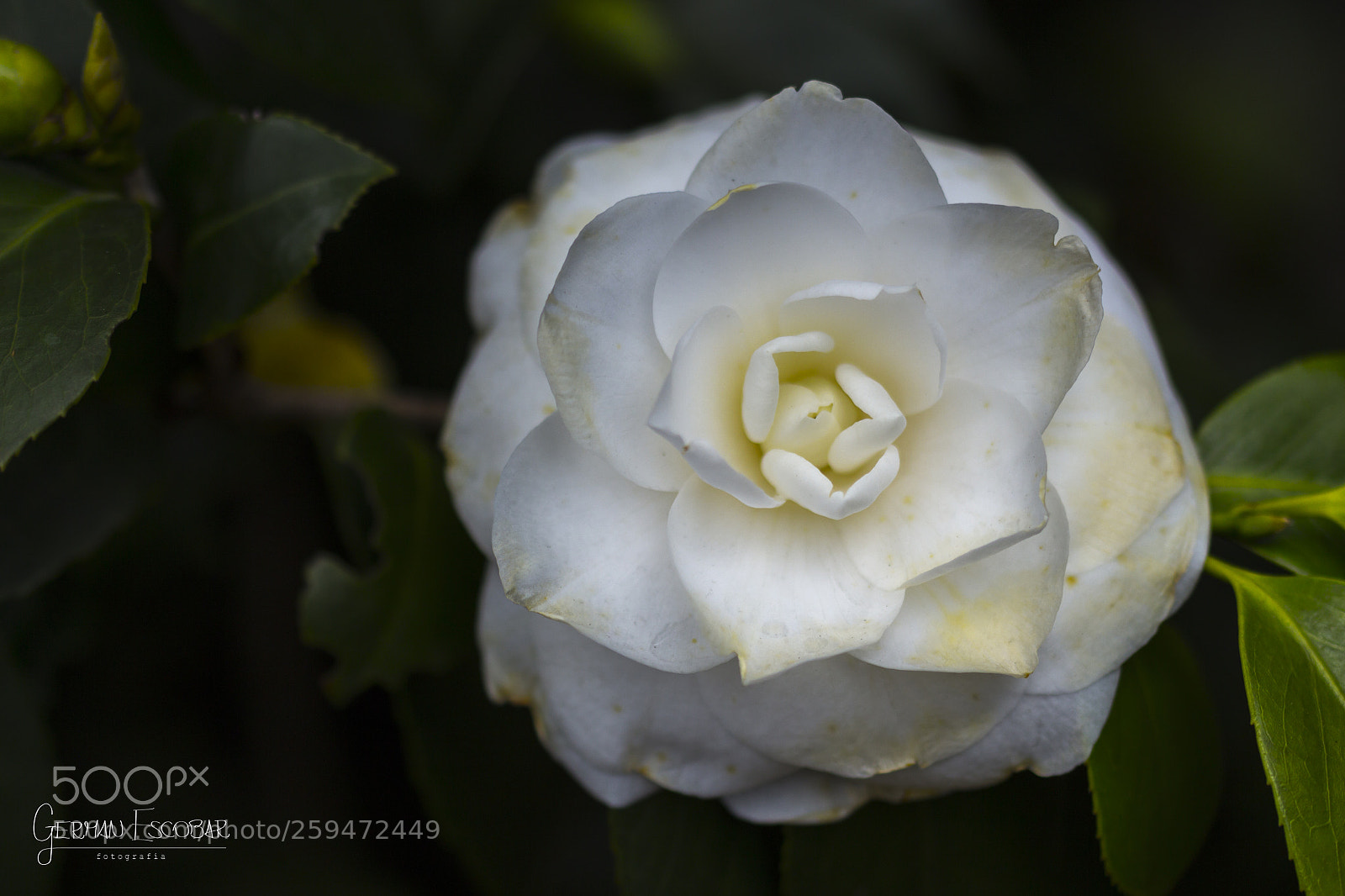 Canon EOS 700D (EOS Rebel T5i / EOS Kiss X7i) sample photo. Dia 243 photography