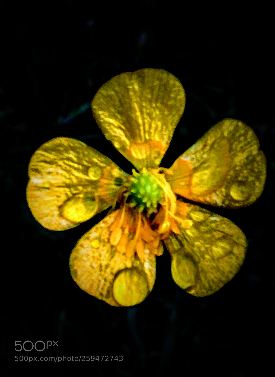 LG Nexus 5 sample photo. Ranunculus acris photography