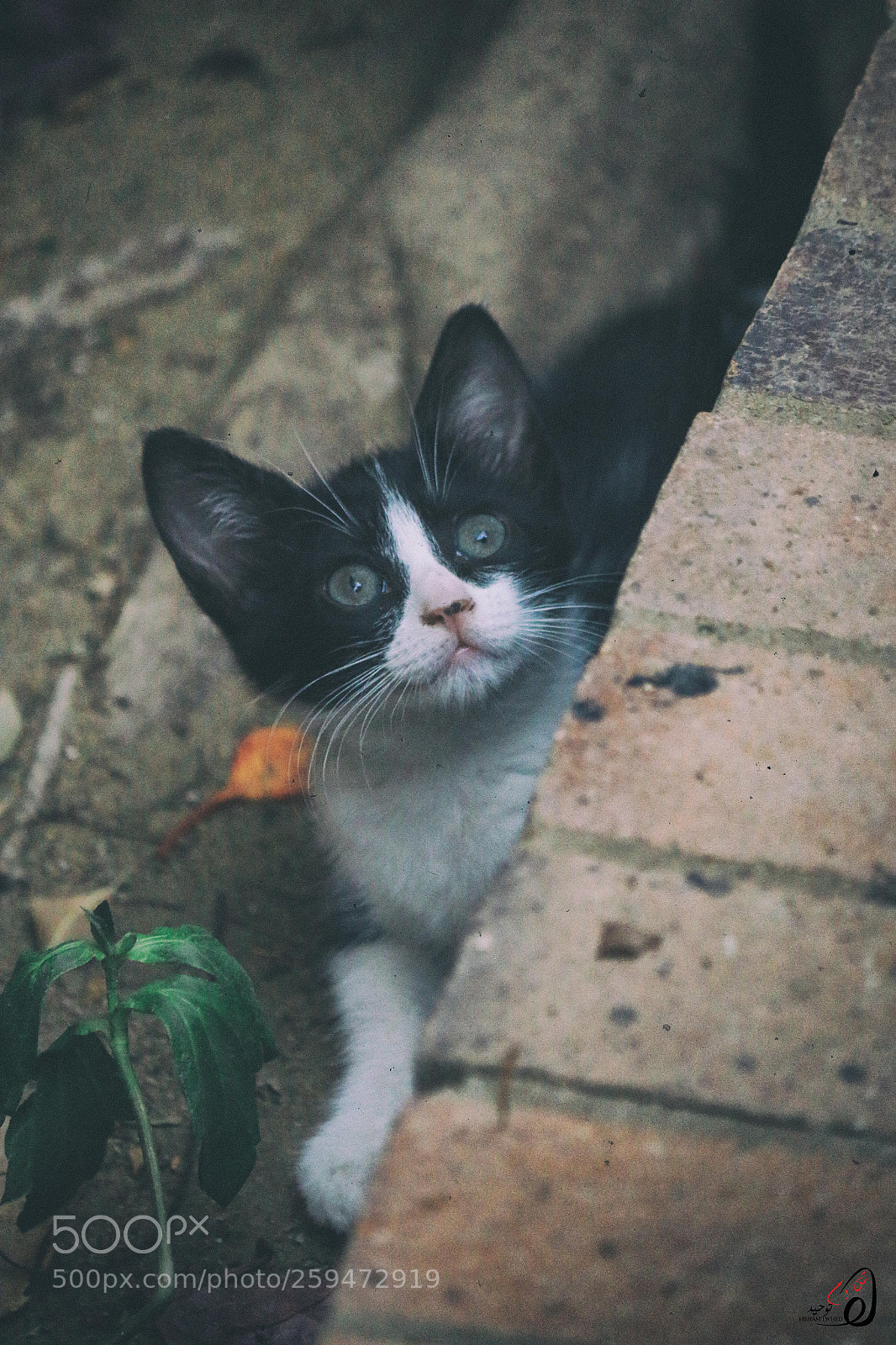 Canon EOS 70D sample photo. Cute photography