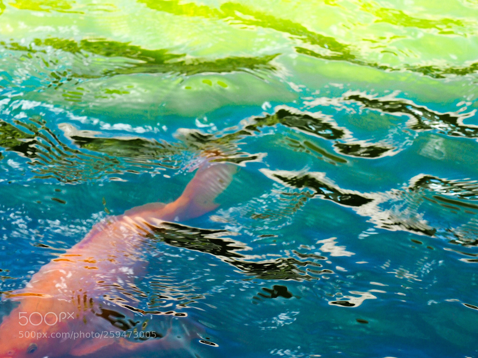 Olympus OM-D E-M5 II sample photo. Koi koi photography