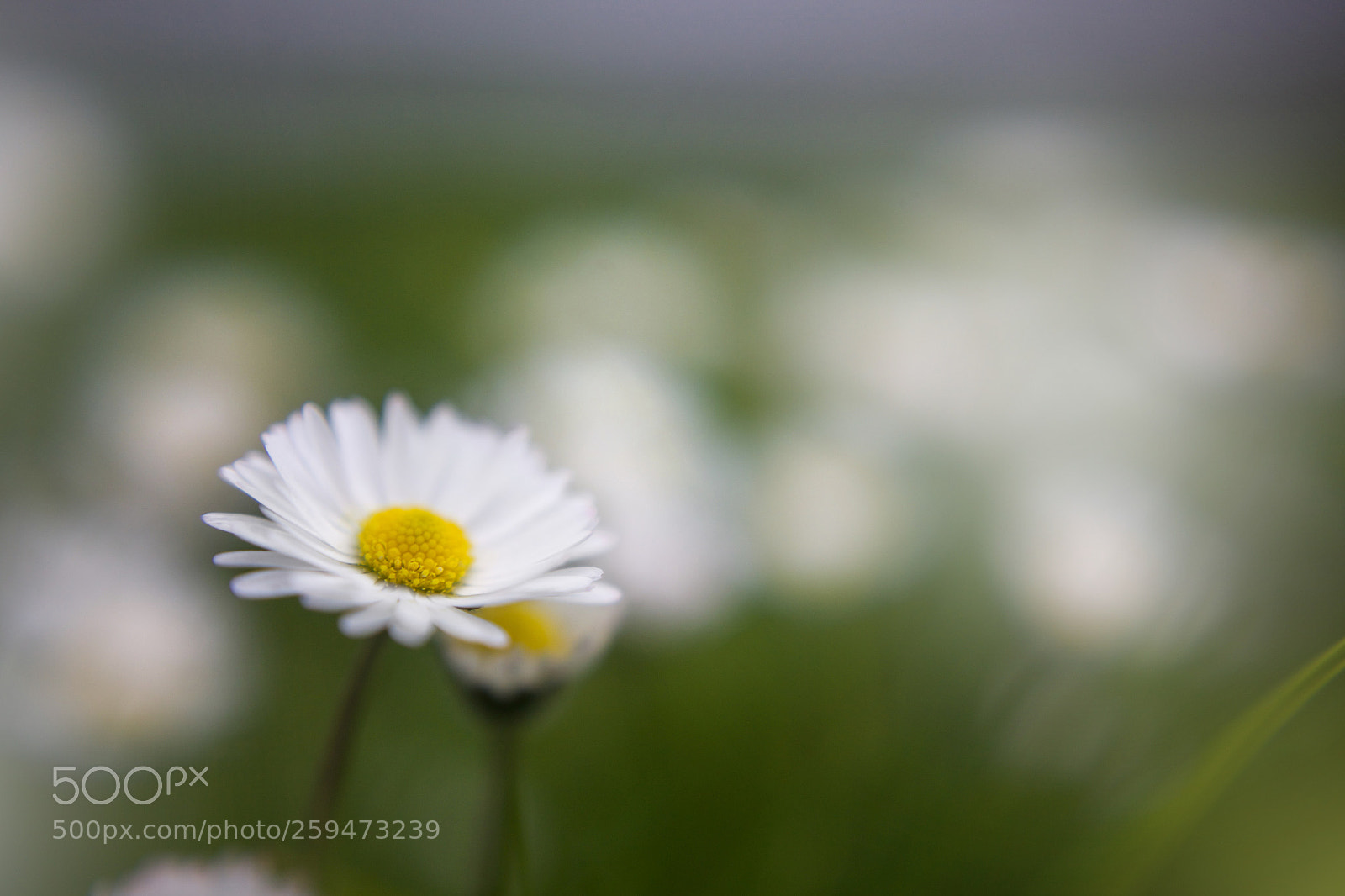 Canon EOS 5D Mark II sample photo. Little white flowers in photography