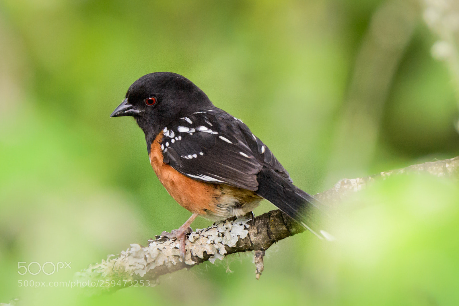 Nikon D800 sample photo. Spotted a towhee photography