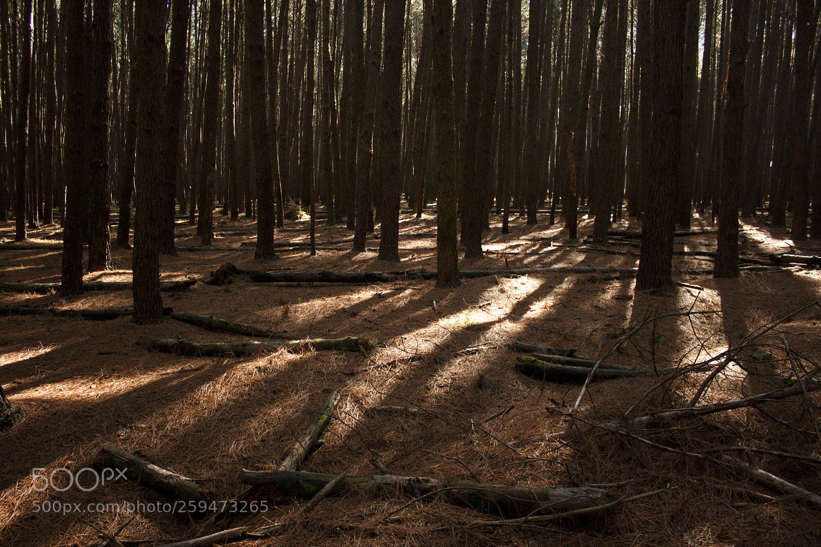 Canon EOS 1200D (EOS Rebel T5 / EOS Kiss X70 / EOS Hi) sample photo. Forest photography