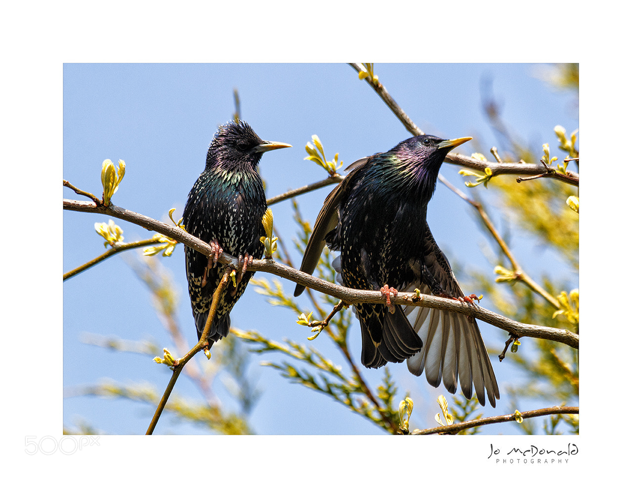 Canon EOS 70D sample photo. Birds photography