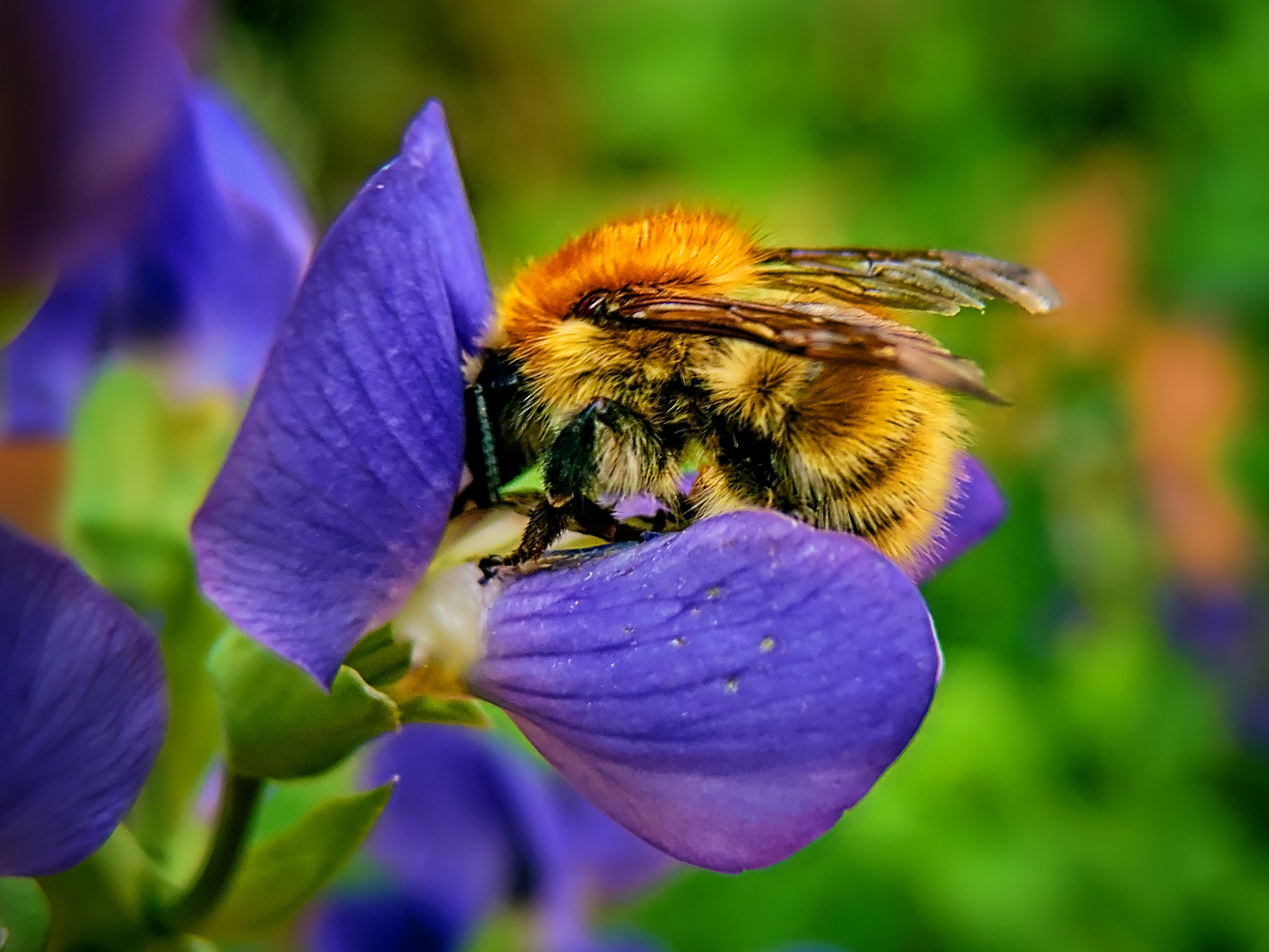 Olympus XZ-2 iHS sample photo. Bumblebee's home photography
