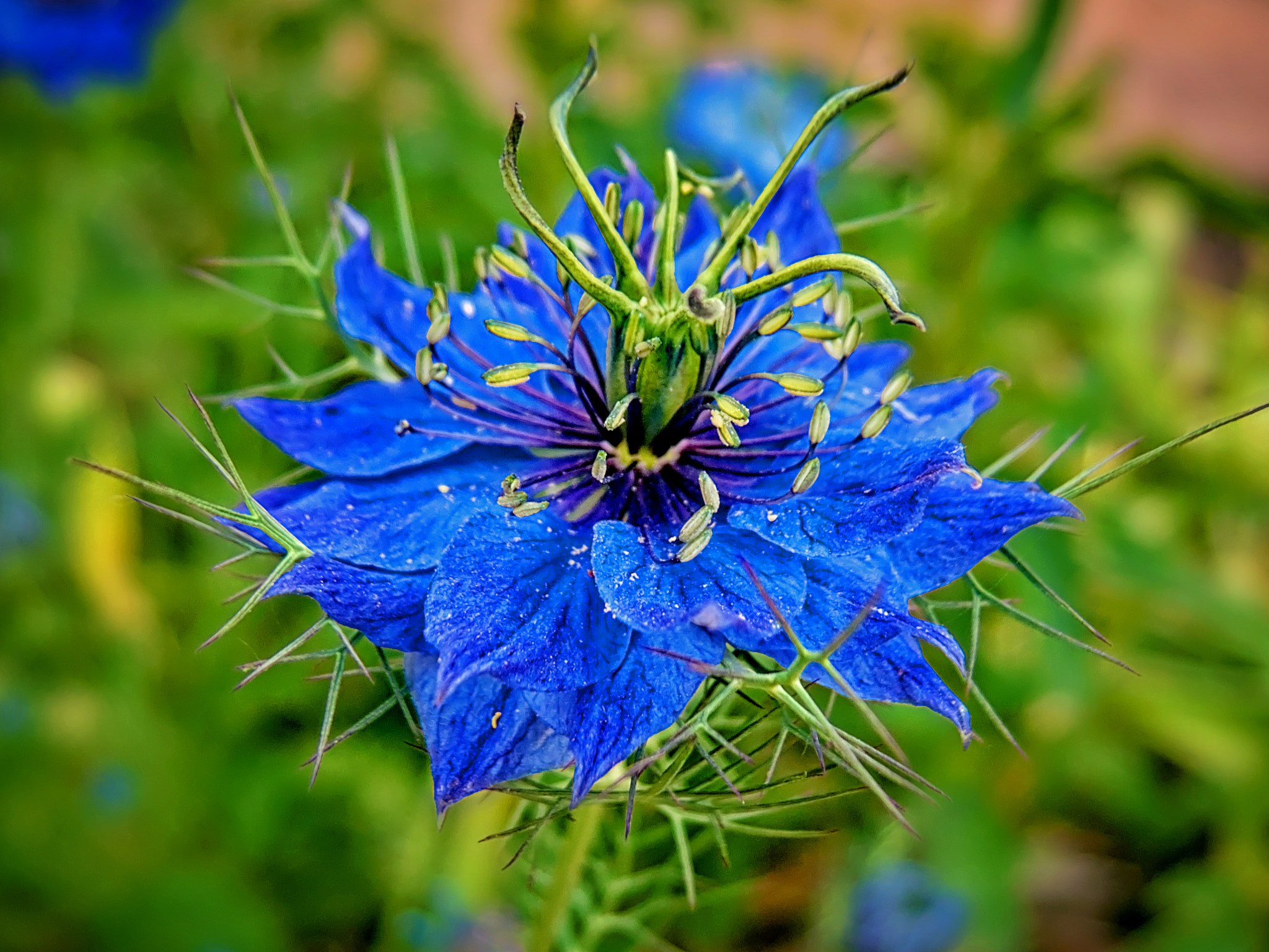 Olympus XZ-2 iHS sample photo. Wild flower photography