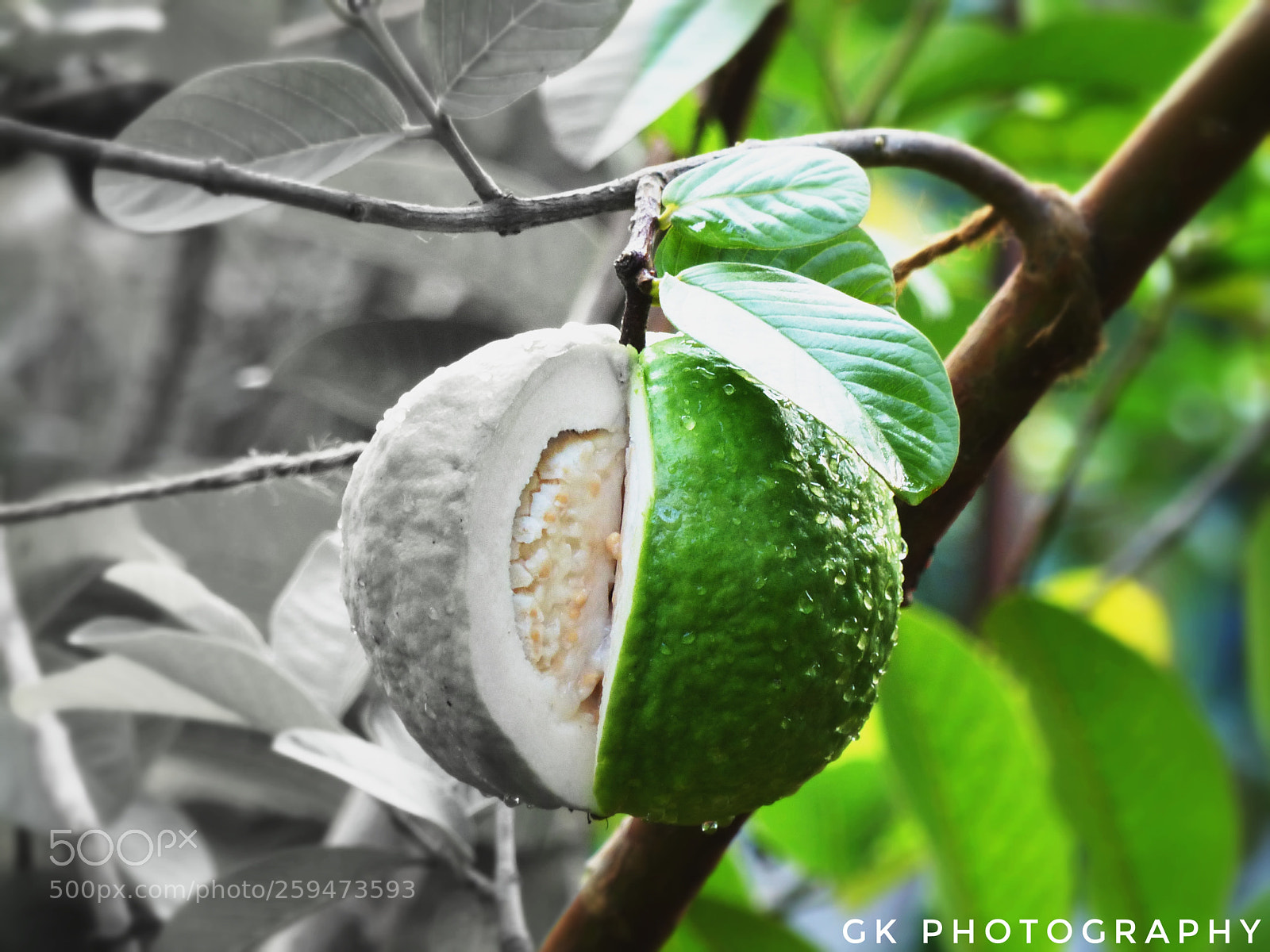 Panasonic Lumix DMC-FZ200 sample photo. Guava photography
