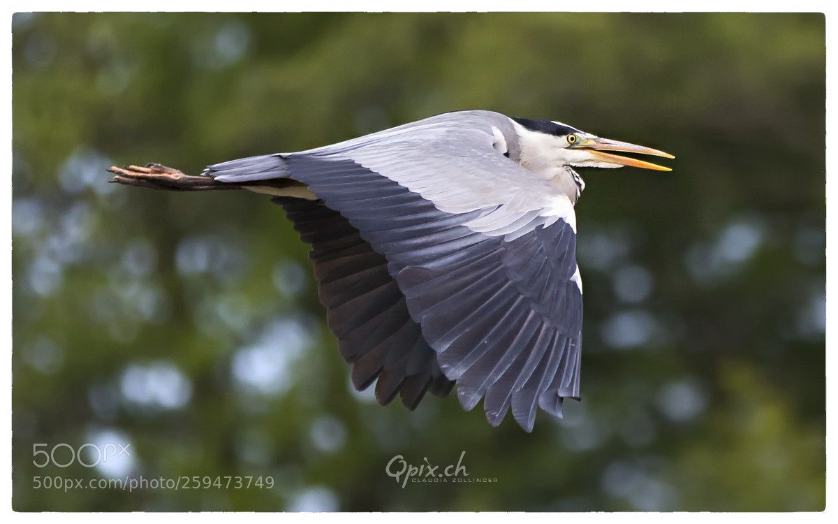 Canon EOS 80D sample photo. Heron photography