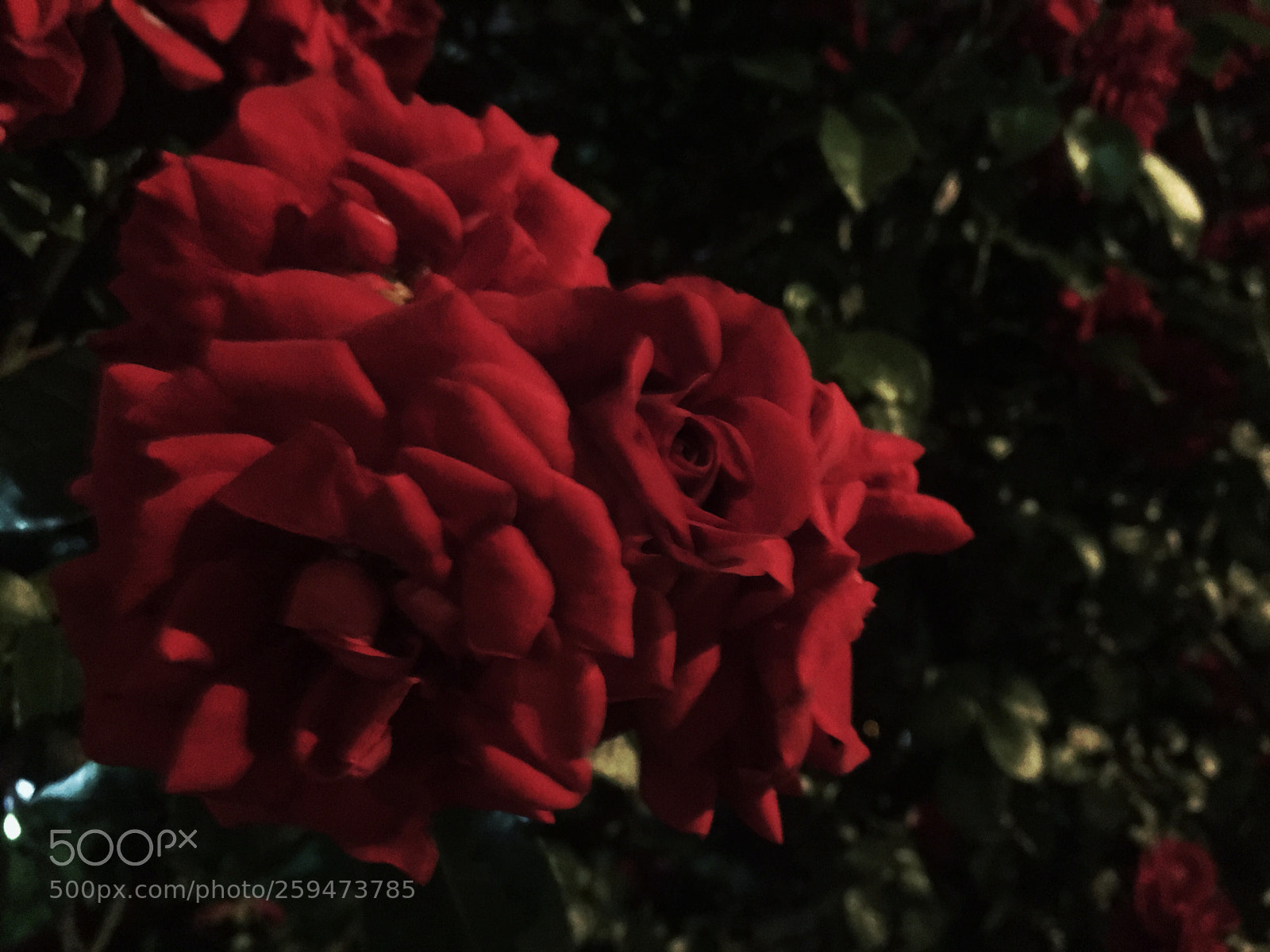 Apple iPhone 6s Plus sample photo. Rose lover  photography