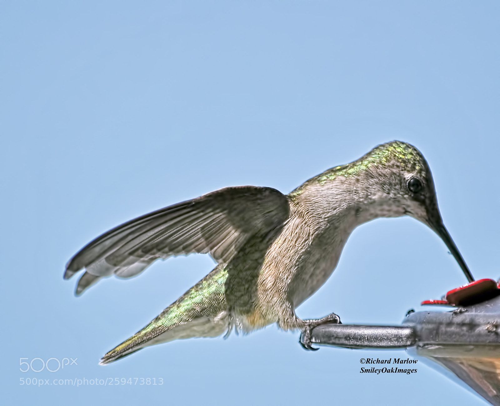 Nikon D5000 sample photo. Hummingbird photography