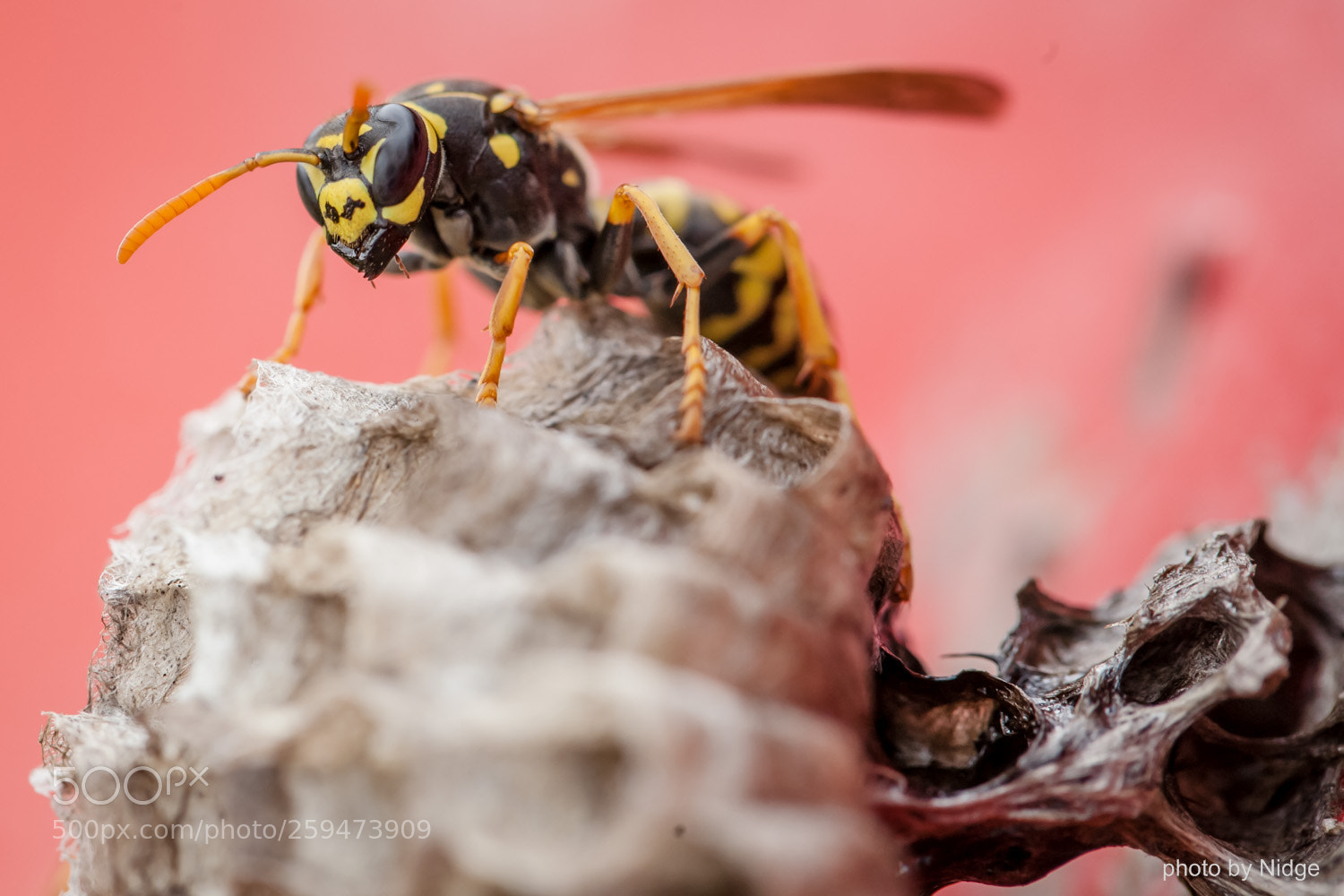 Canon EOS 5D sample photo. Wasp photography