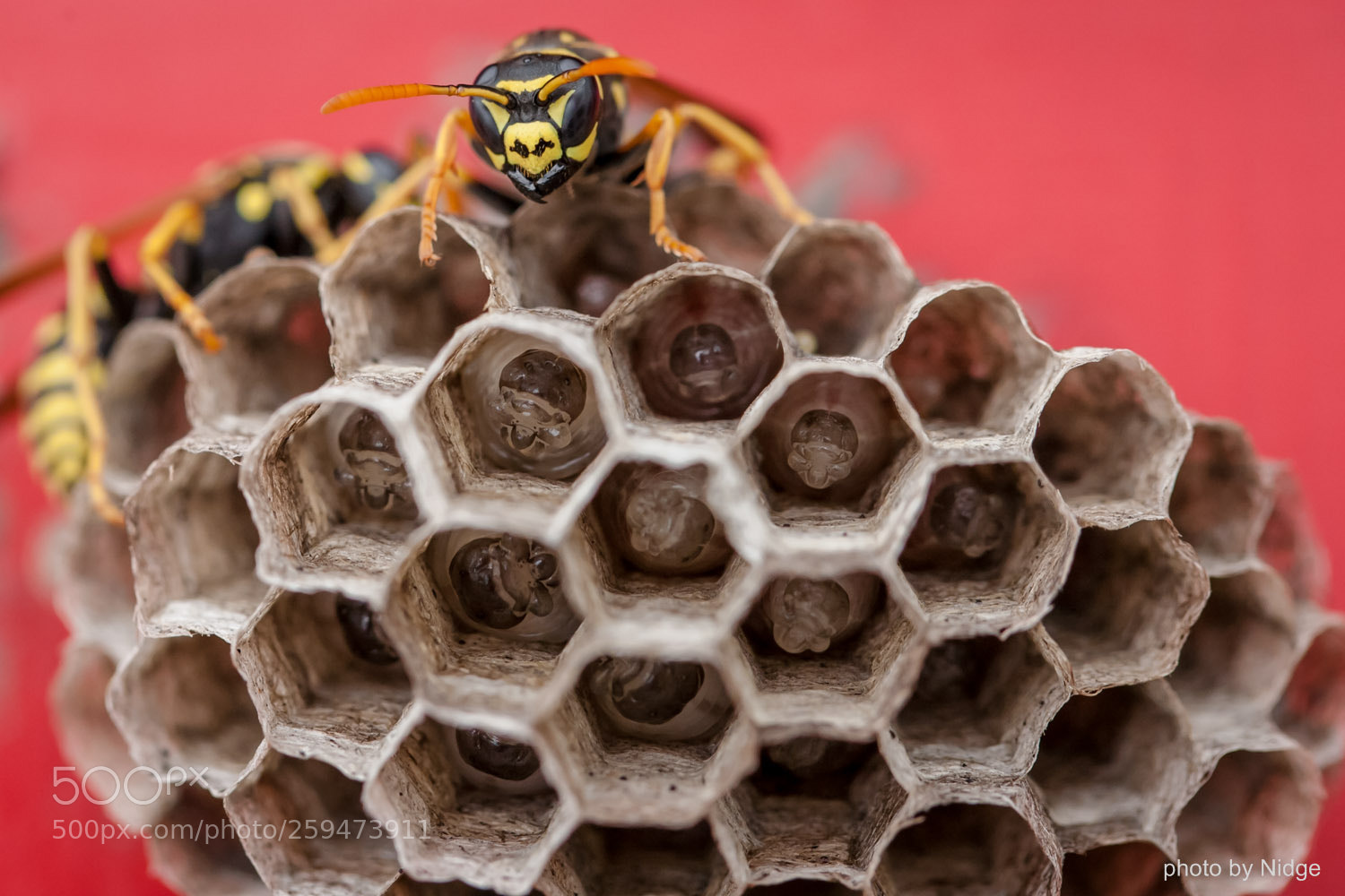 Canon EOS 5D sample photo. Wasp photography