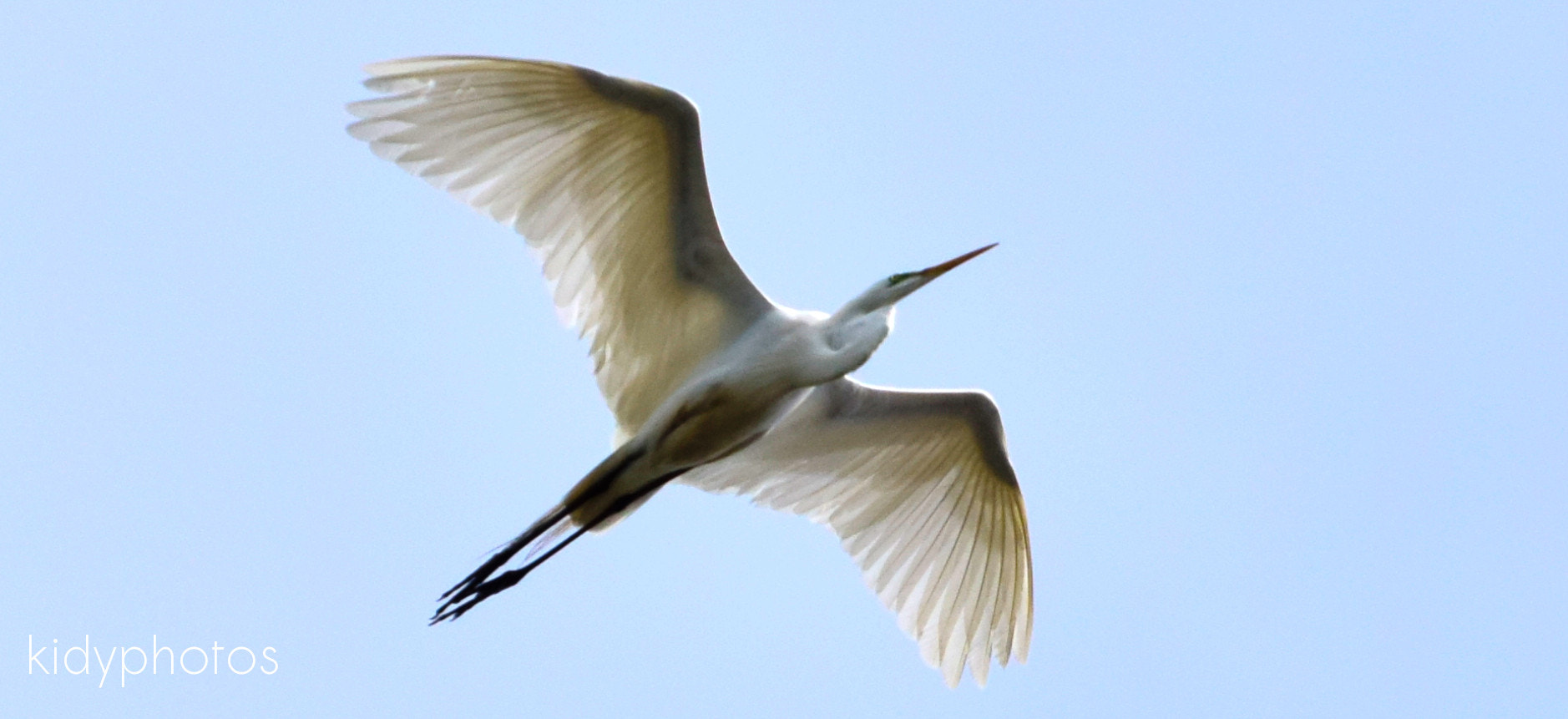 Nikon D5300 sample photo. Air heron photography