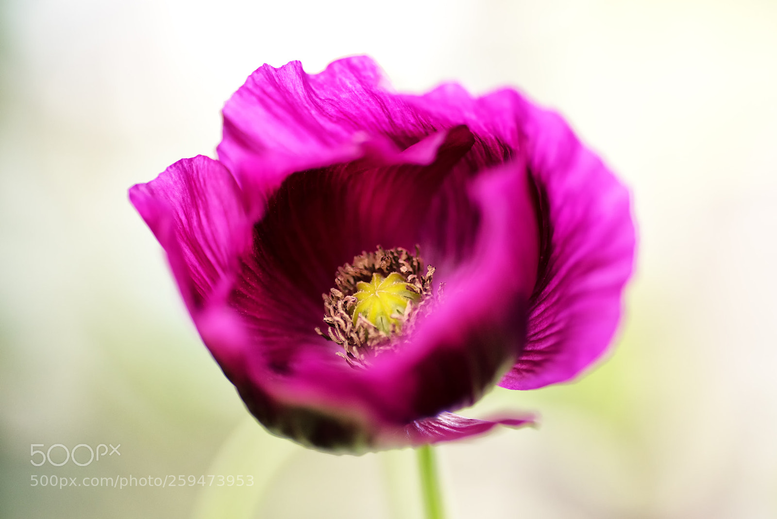Nikon D810 sample photo. Poppy photography