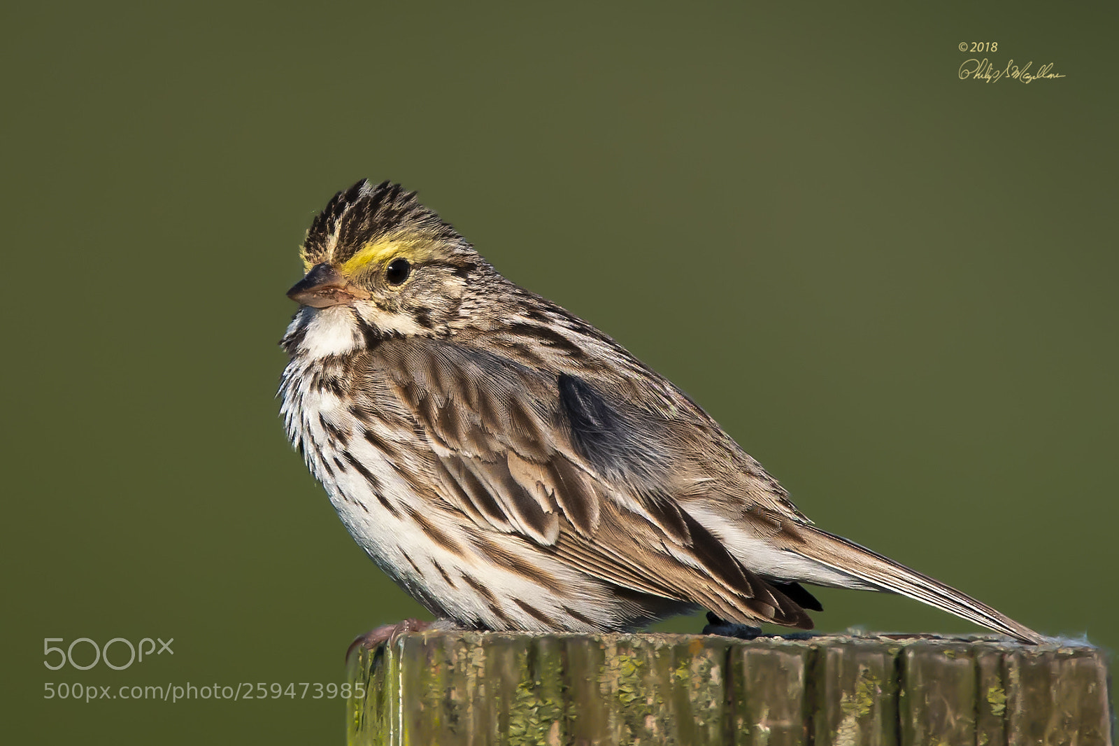Nikon D500 sample photo. Savannah sparrow pose photography
