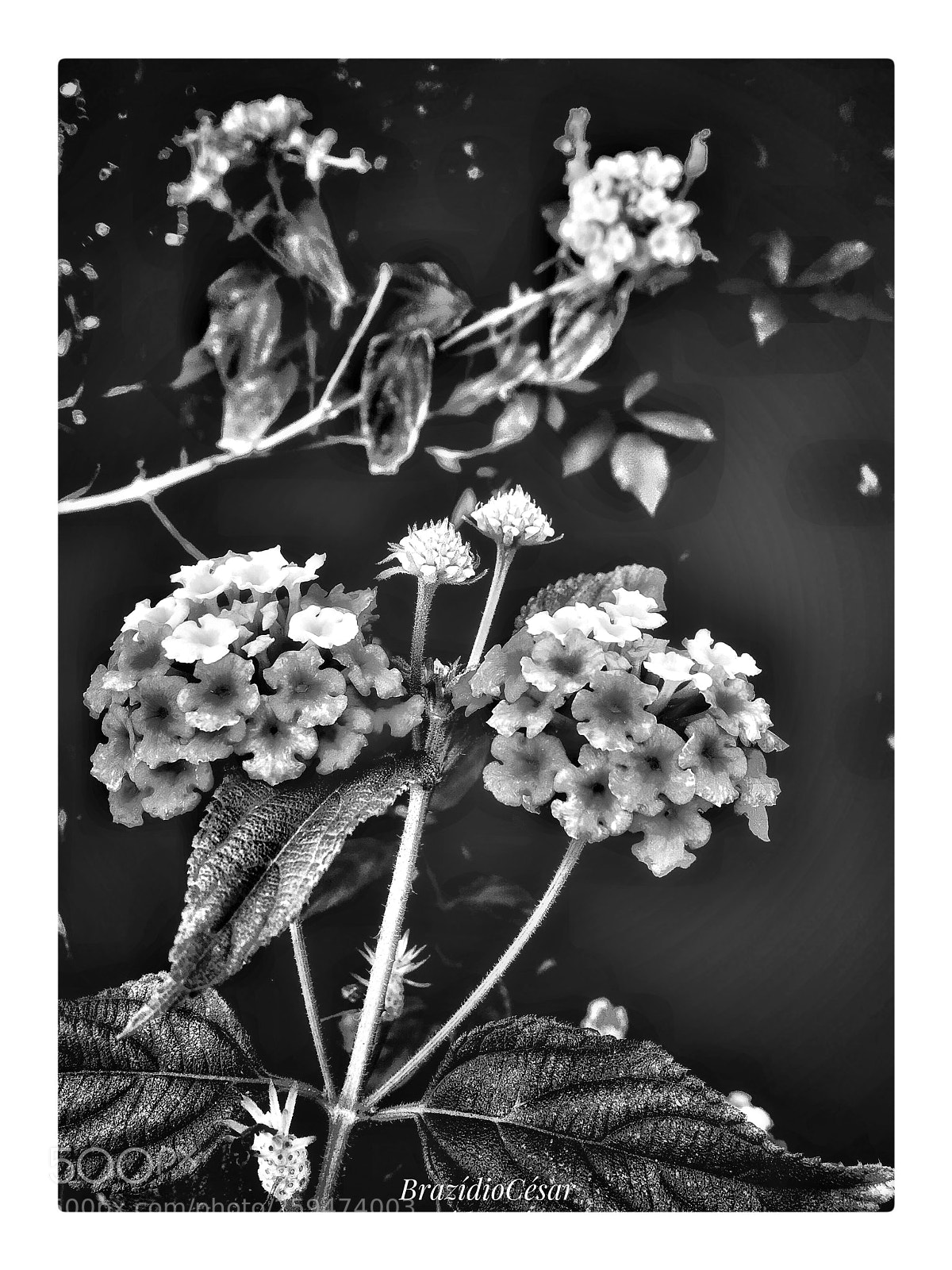 Apple iPhone 6s sample photo. Untitled photography