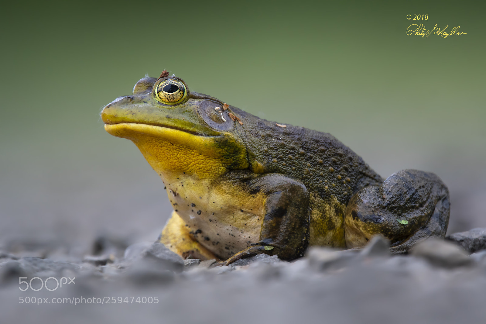 Nikon D500 sample photo. Bull frog photography