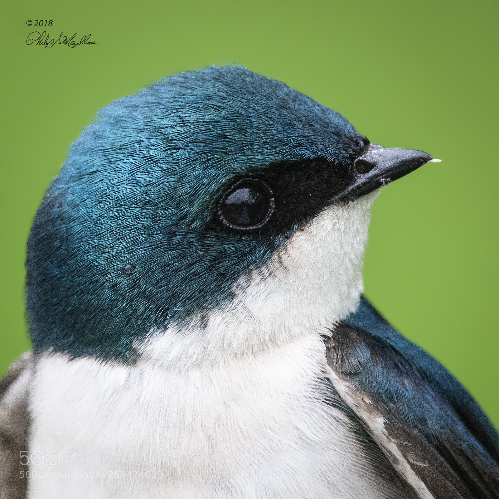 Nikon D500 sample photo. Tree swallow dad photography