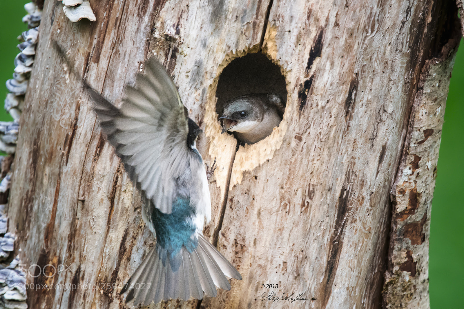 Nikon D500 sample photo. Tree swallows and nest photography