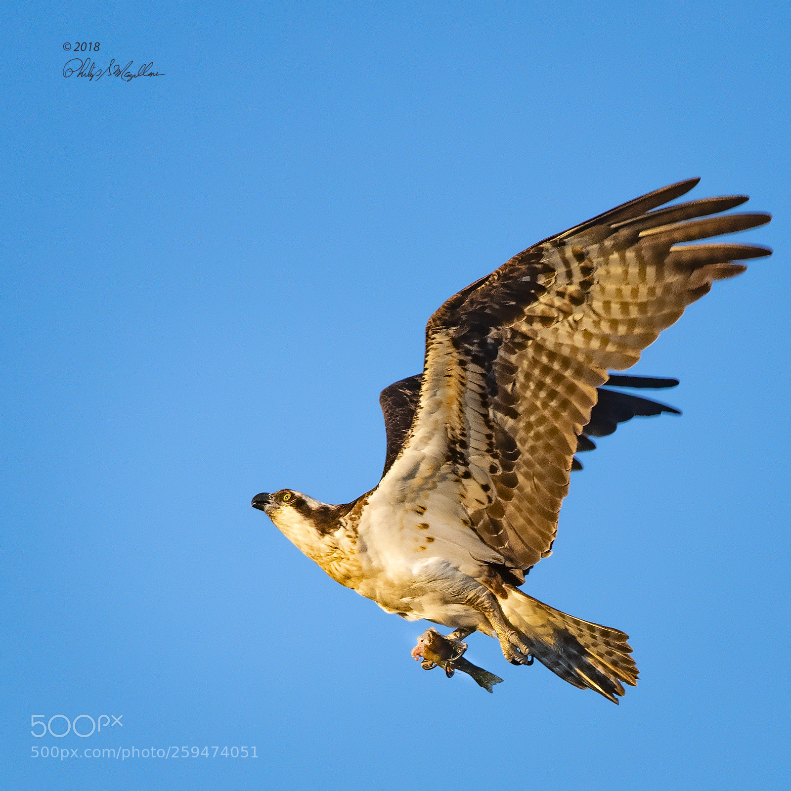 Nikon D500 sample photo. Osprey with half a photography