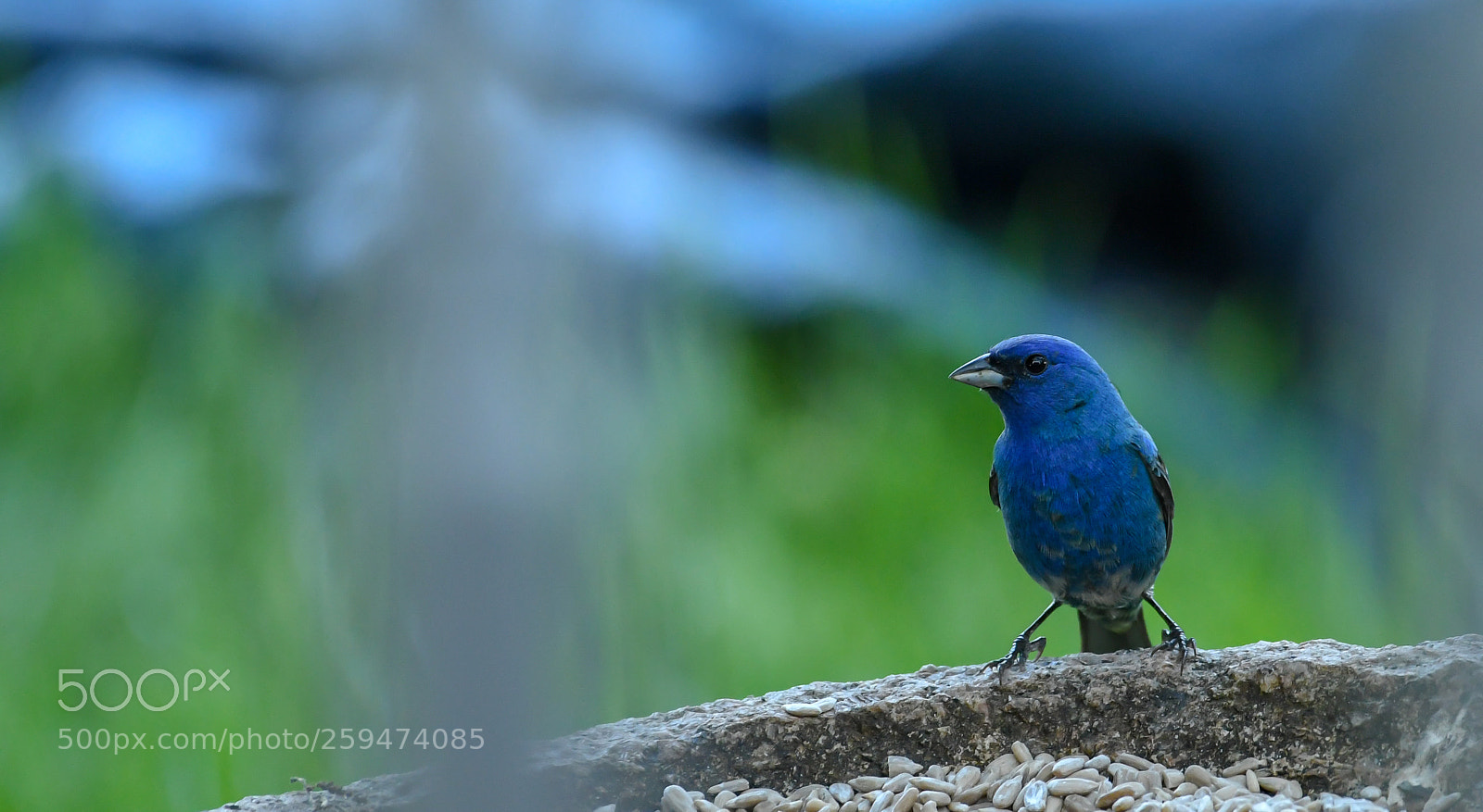 Nikon D500 sample photo. Little blue photography