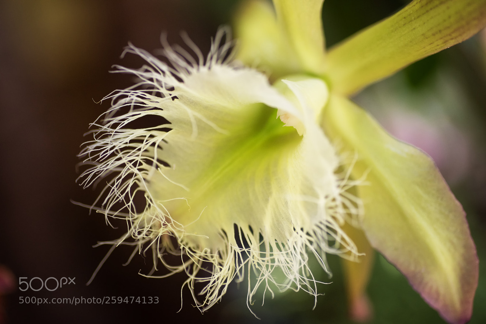 Nikon D810 sample photo. Orchid photography