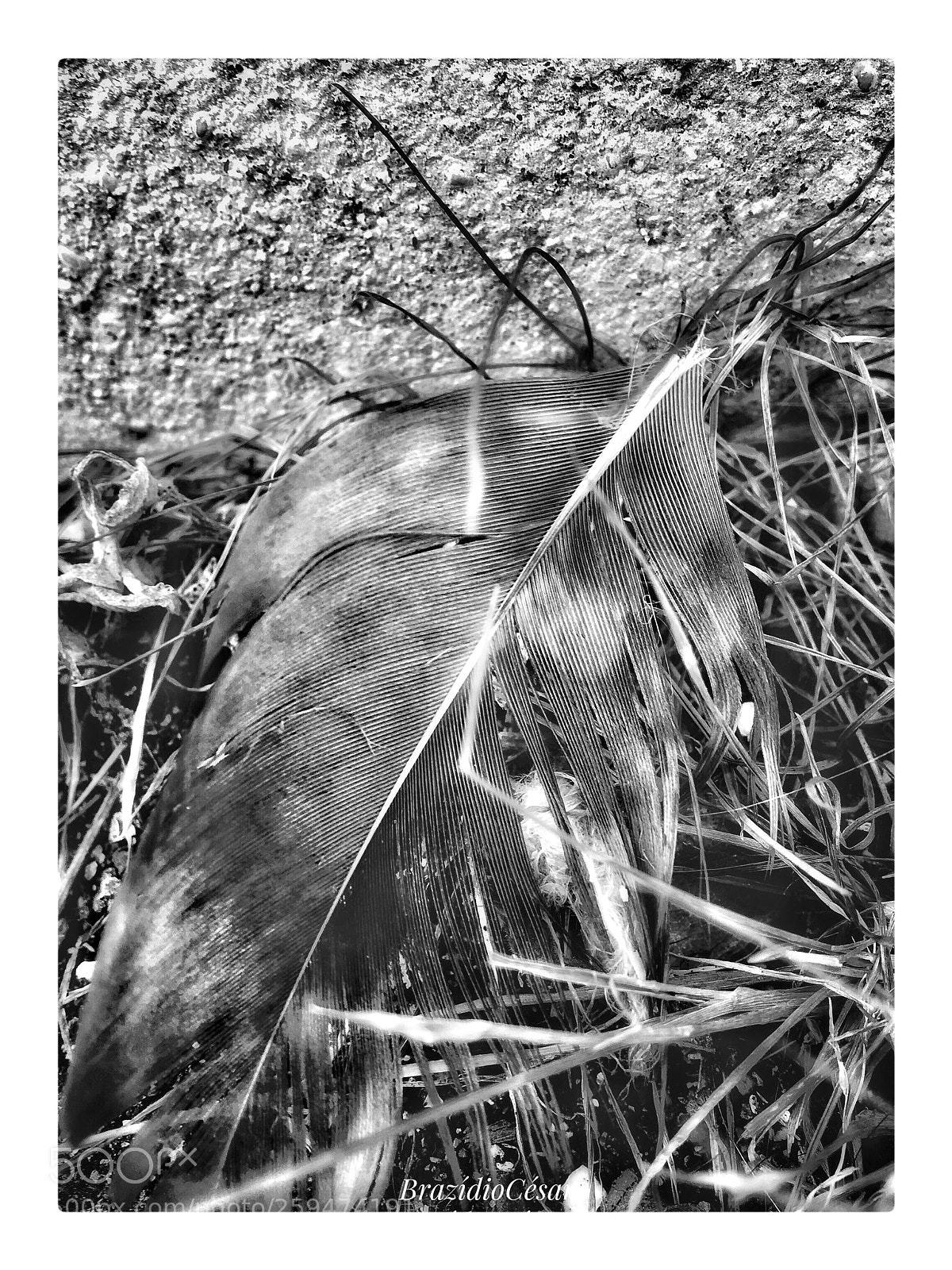Apple iPhone 6s sample photo. Untitled photography