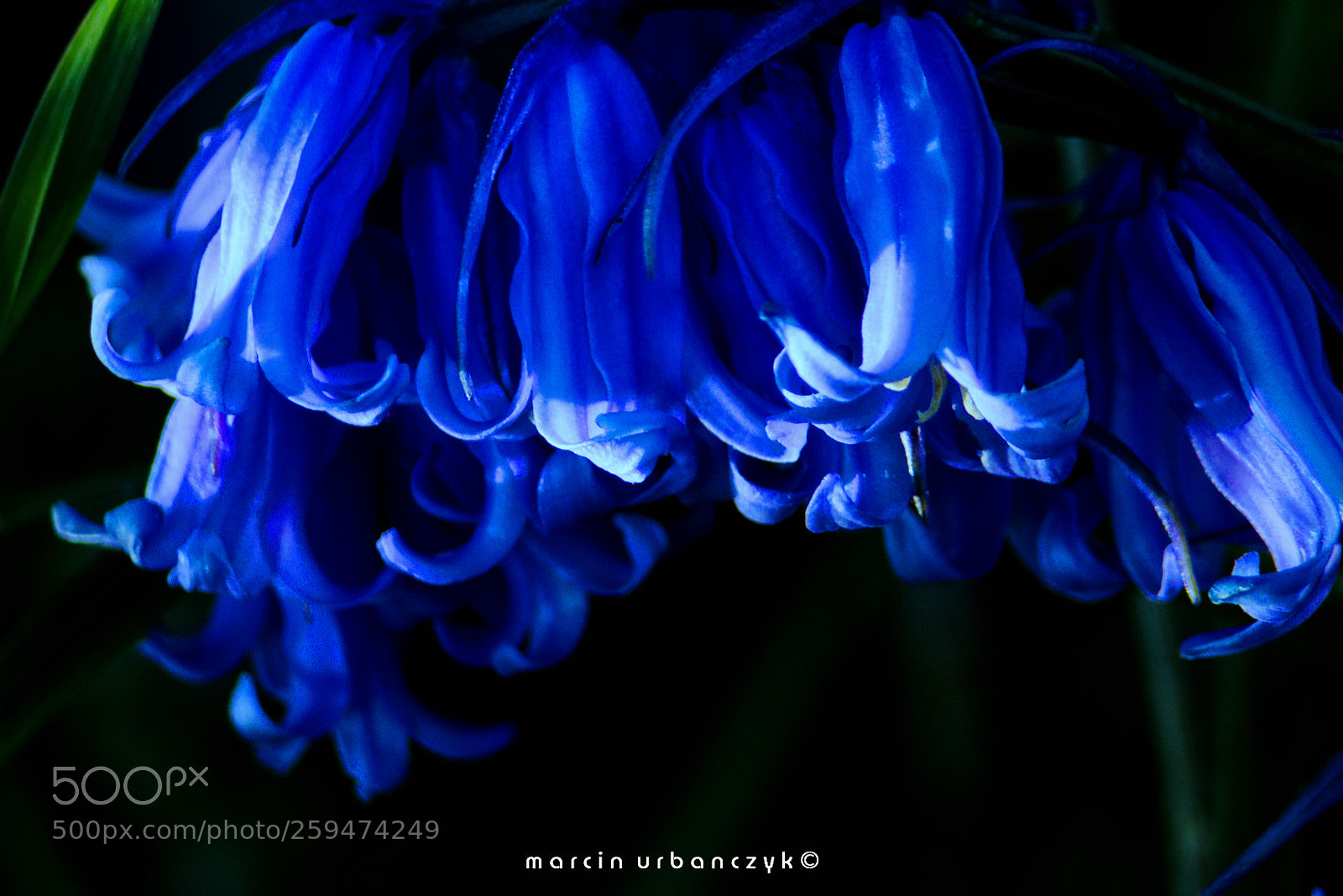 Canon EOS 70D sample photo. Bluebells photography