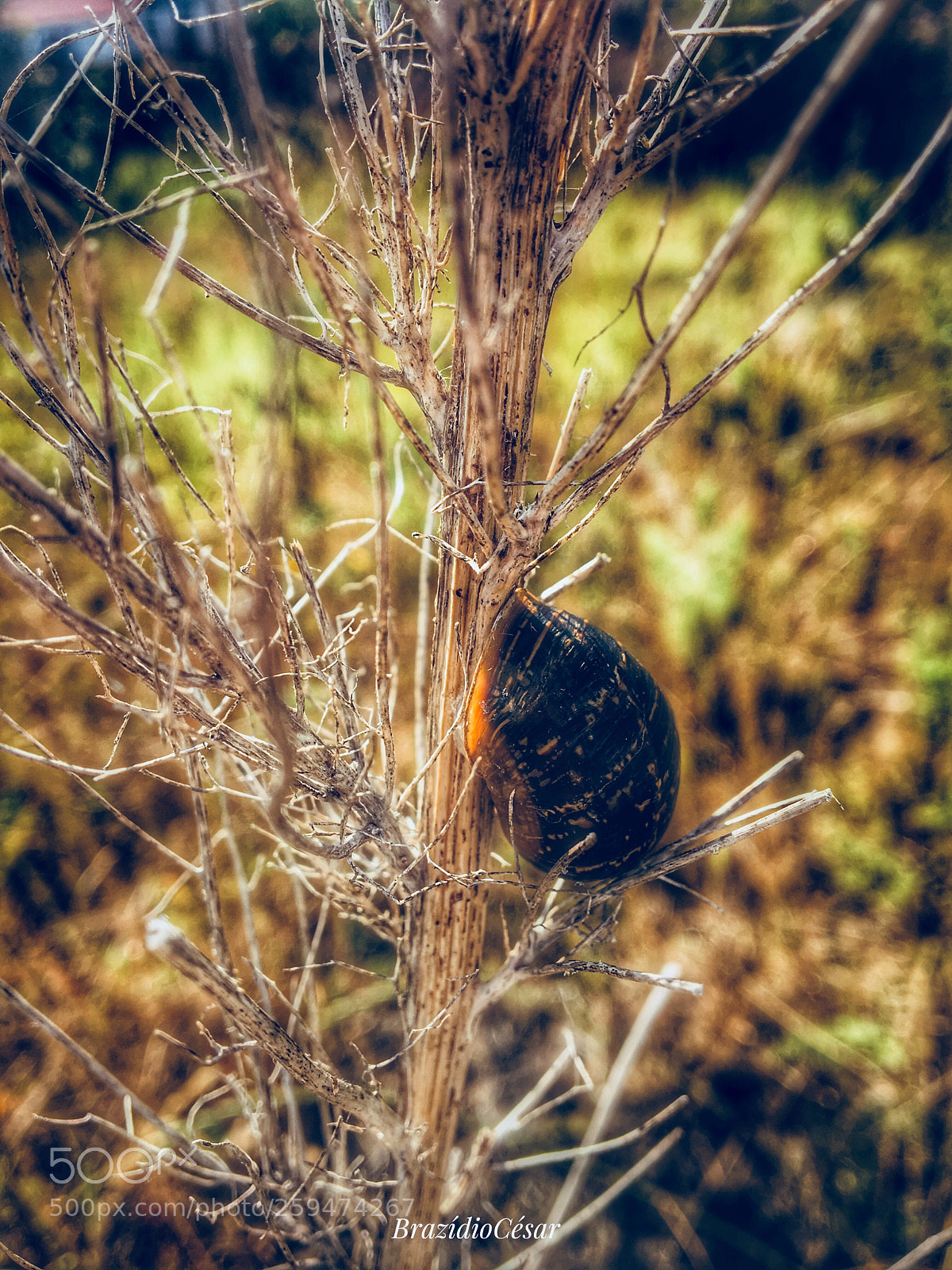 Apple iPhone 6s sample photo. Untitled photography