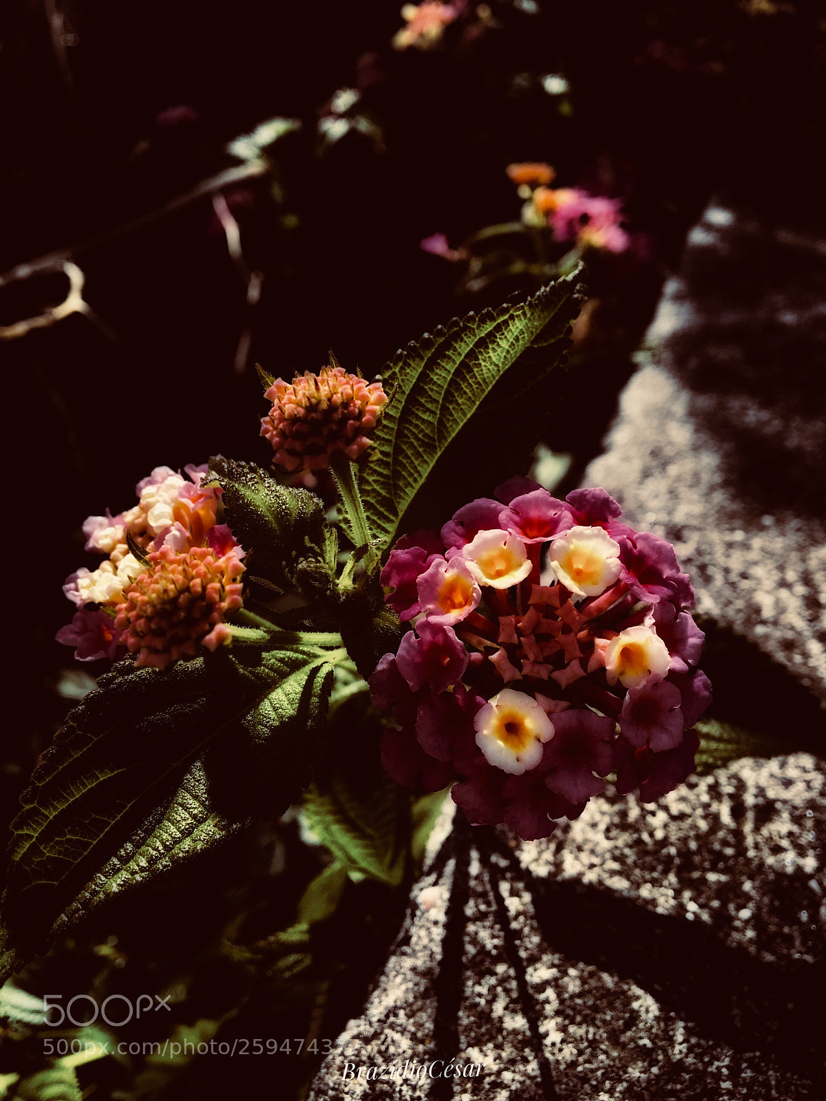 Apple iPhone 6s sample photo. Untitled photography