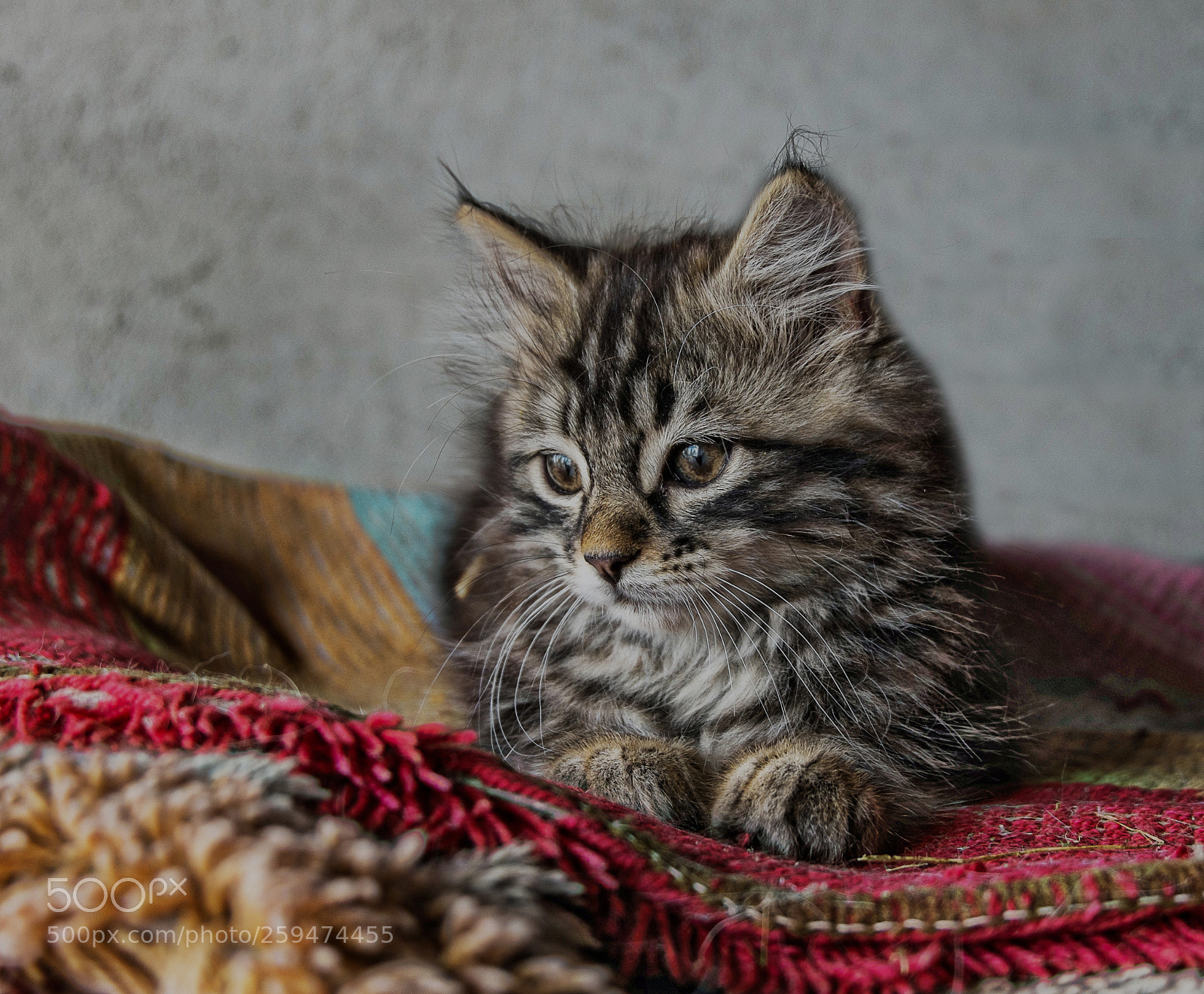 Fujifilm X-M1 sample photo. Chaton photography