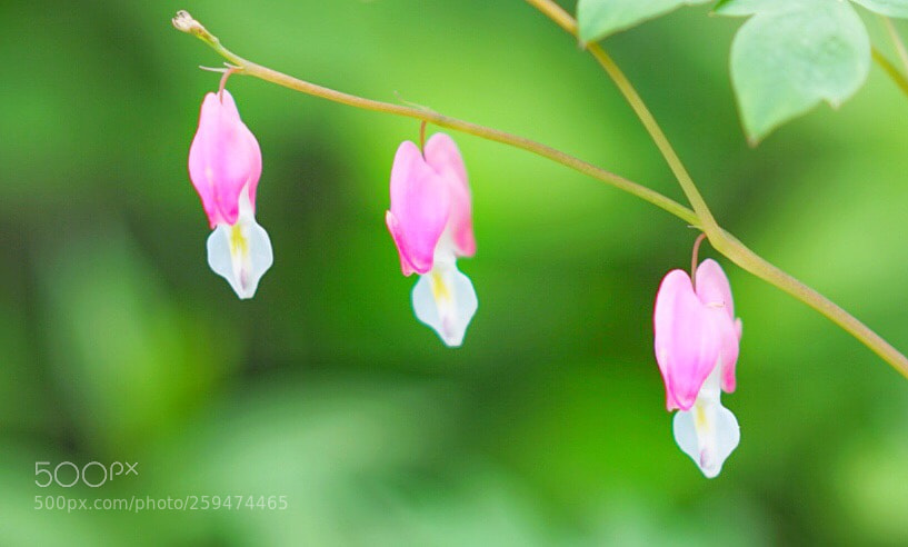 Sony a7 II sample photo. Spring flower 4 photography