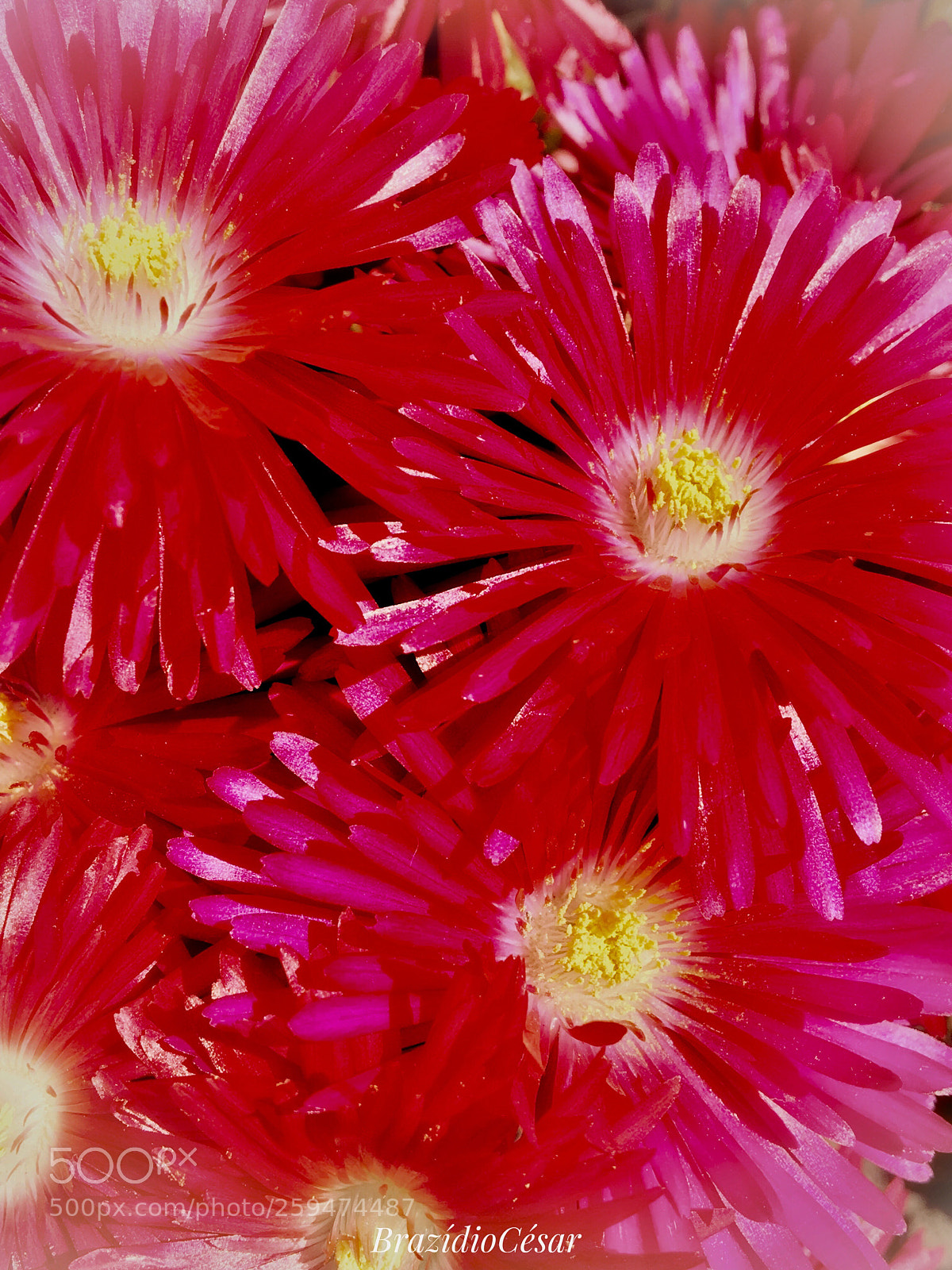 Apple iPhone 6s sample photo. Untitled photography