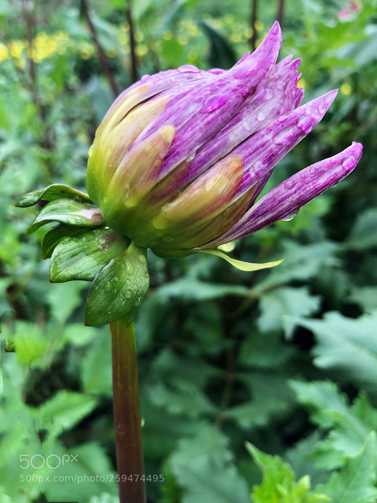 Apple iPhone X sample photo. Untitled photography