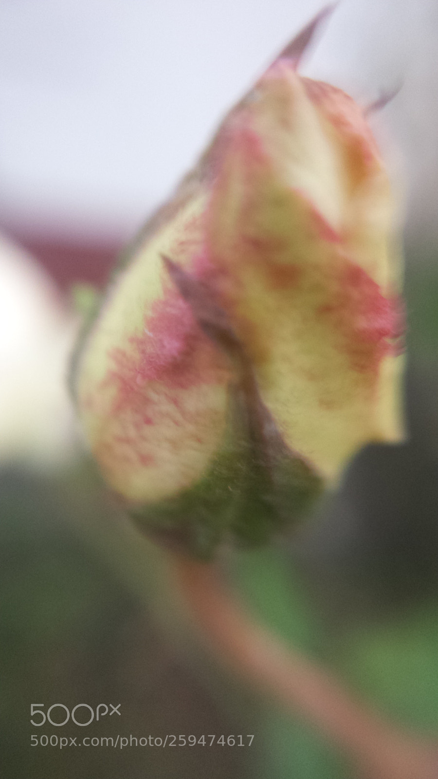 Samsung Galaxy S4 sample photo. Untitled photography