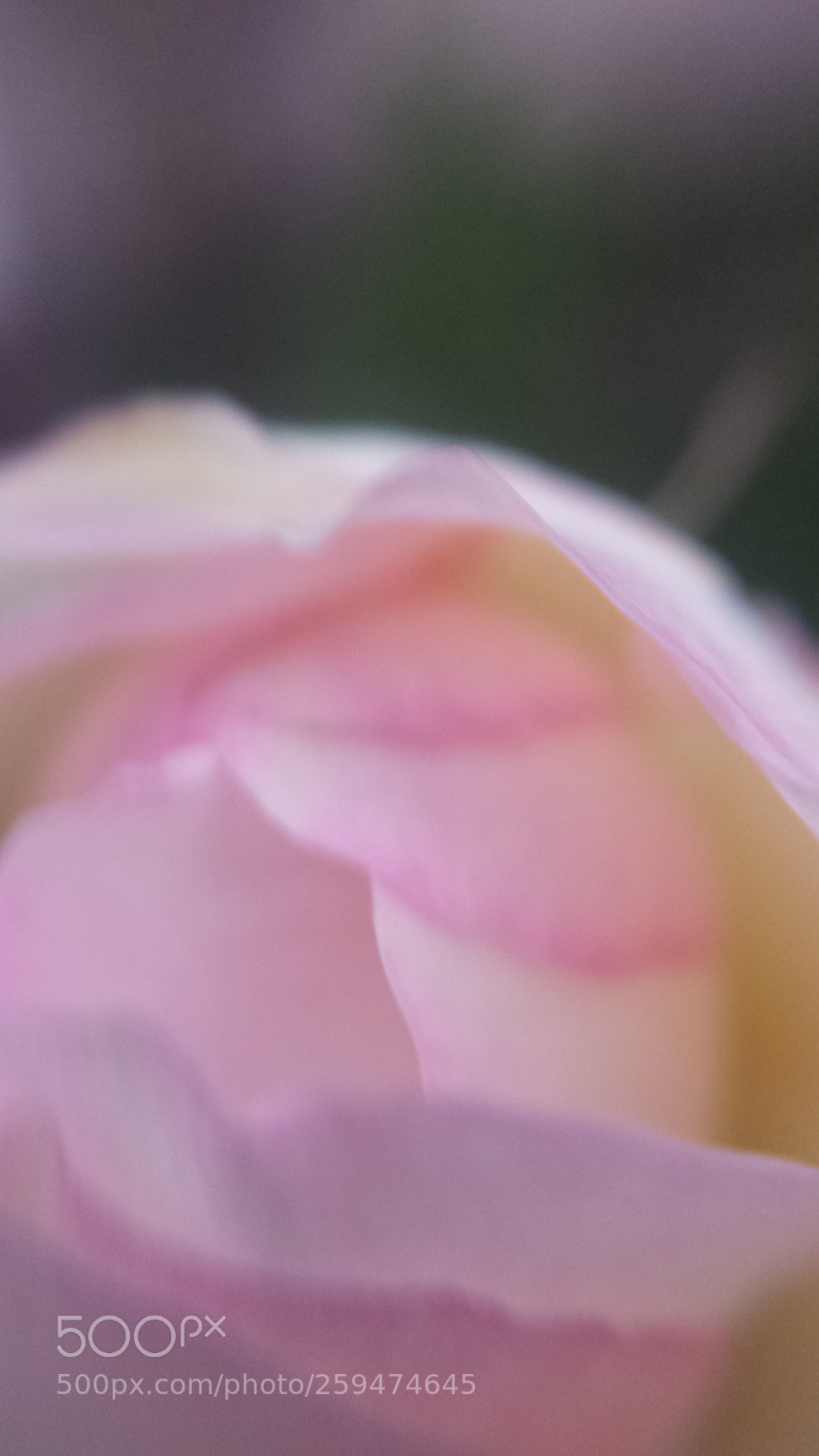 Samsung Galaxy S4 sample photo. Untitled photography