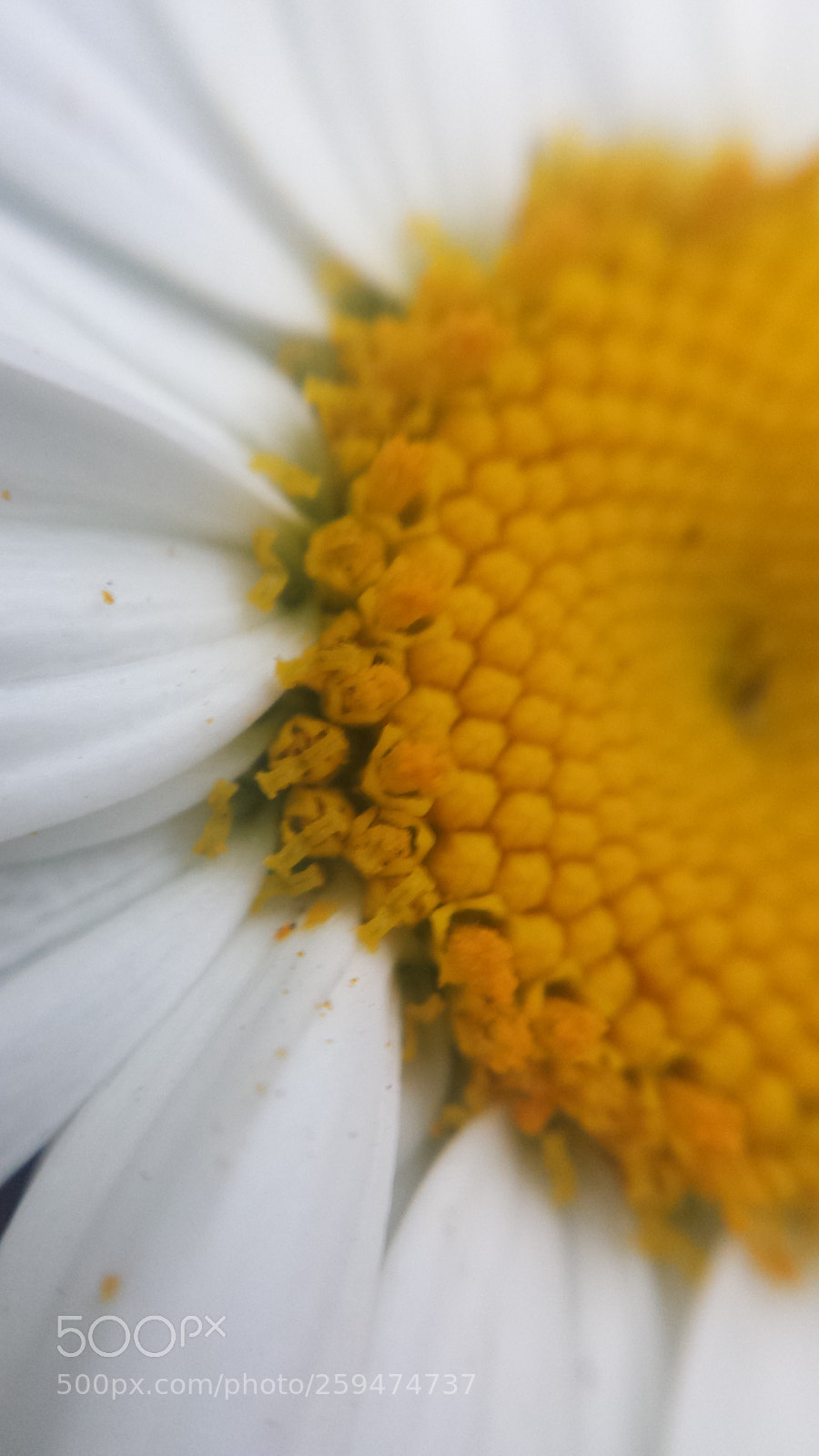 Samsung Galaxy S4 sample photo. Untitled photography