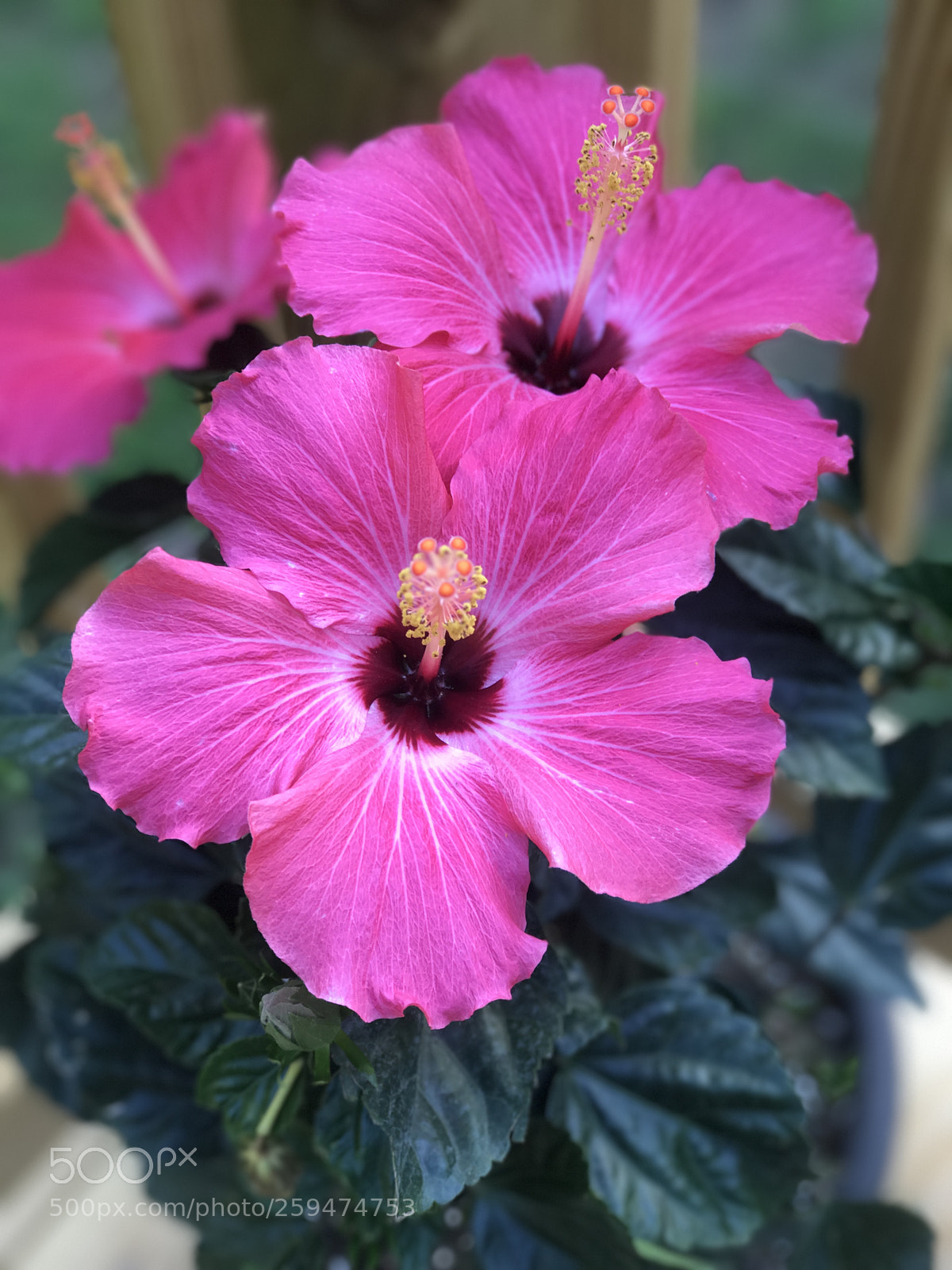 Apple iPhone 7 Plus sample photo. Nature's beauty photography
