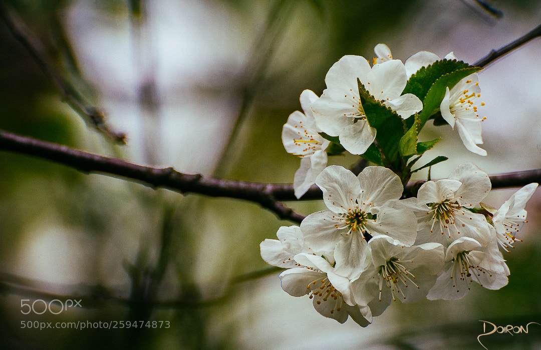 Nikon D7200 sample photo. Cherry tree blossom photography