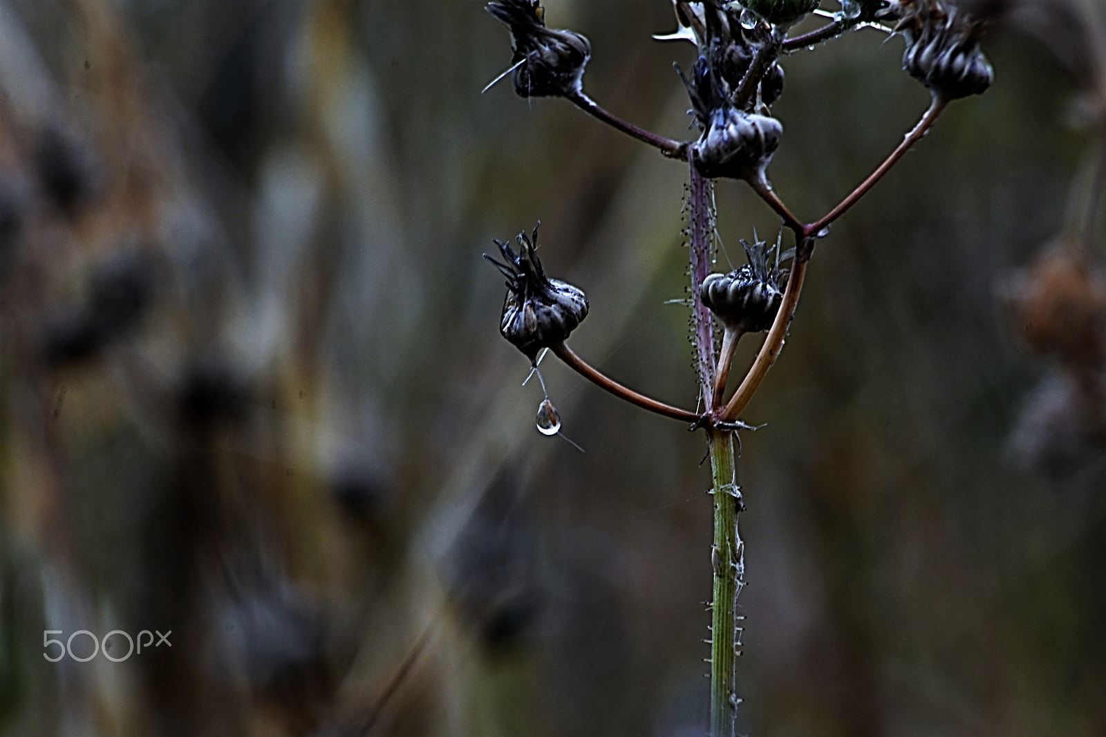Nikon D610 sample photo. Primavera sempre photography